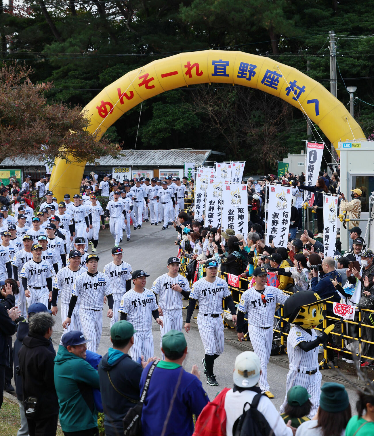 「キャンプイン虎ウオーク」と銘打ち、球場をパレードしてグラウンドへ向かう阪神ナイン（撮影・加藤哉）