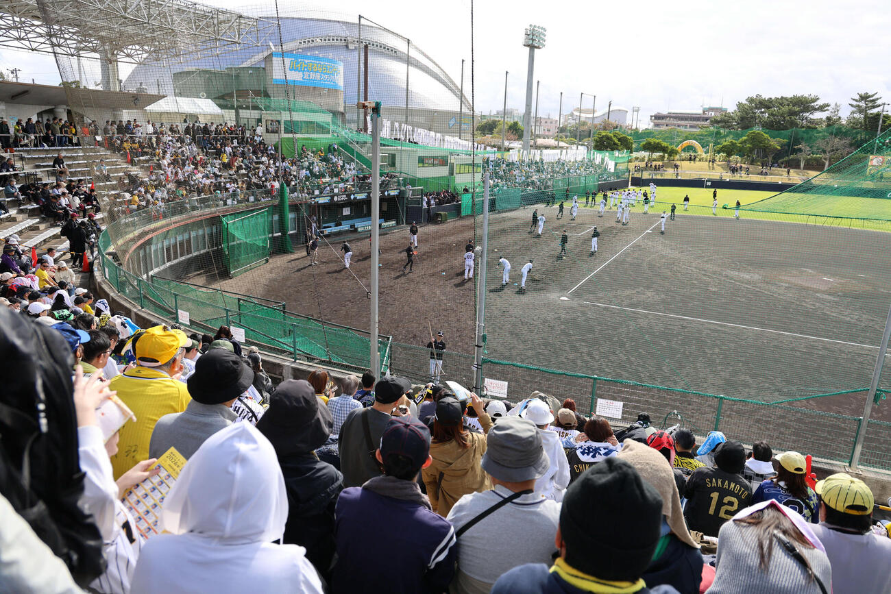 阪神キャンプ初日のバイトするならエントリー宜野座スタジアムには3500人の観客が集まった（撮影・西尾就之）