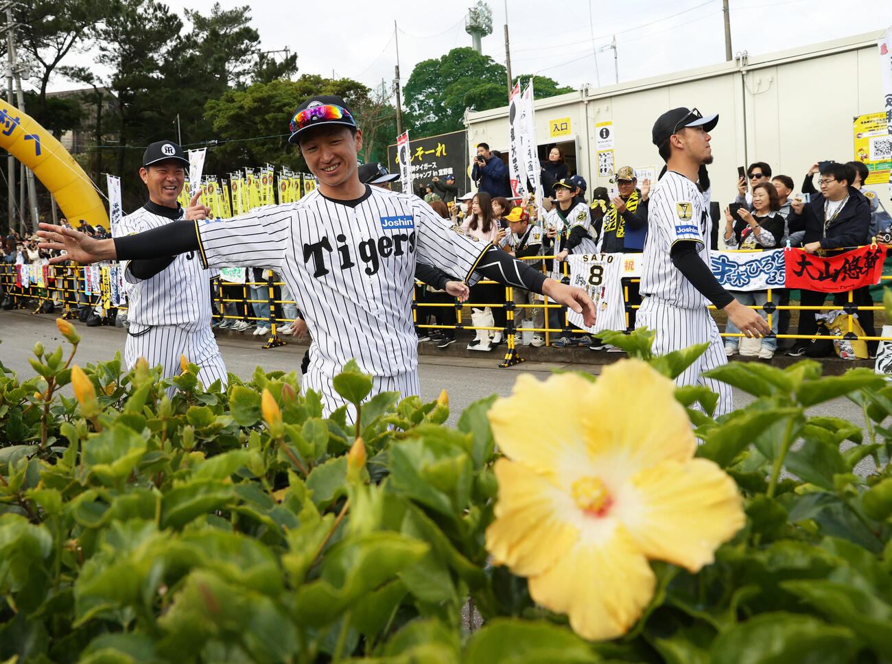 キャンプインを前にパレードする阪神近本ら（撮影・上山淳一）