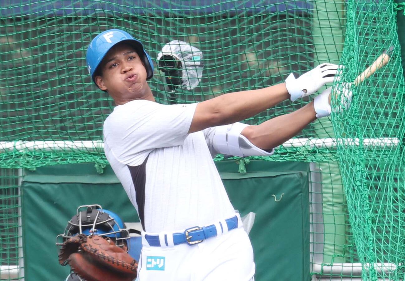 フリー打撃する日本ハム万波（撮影・黒川智章）