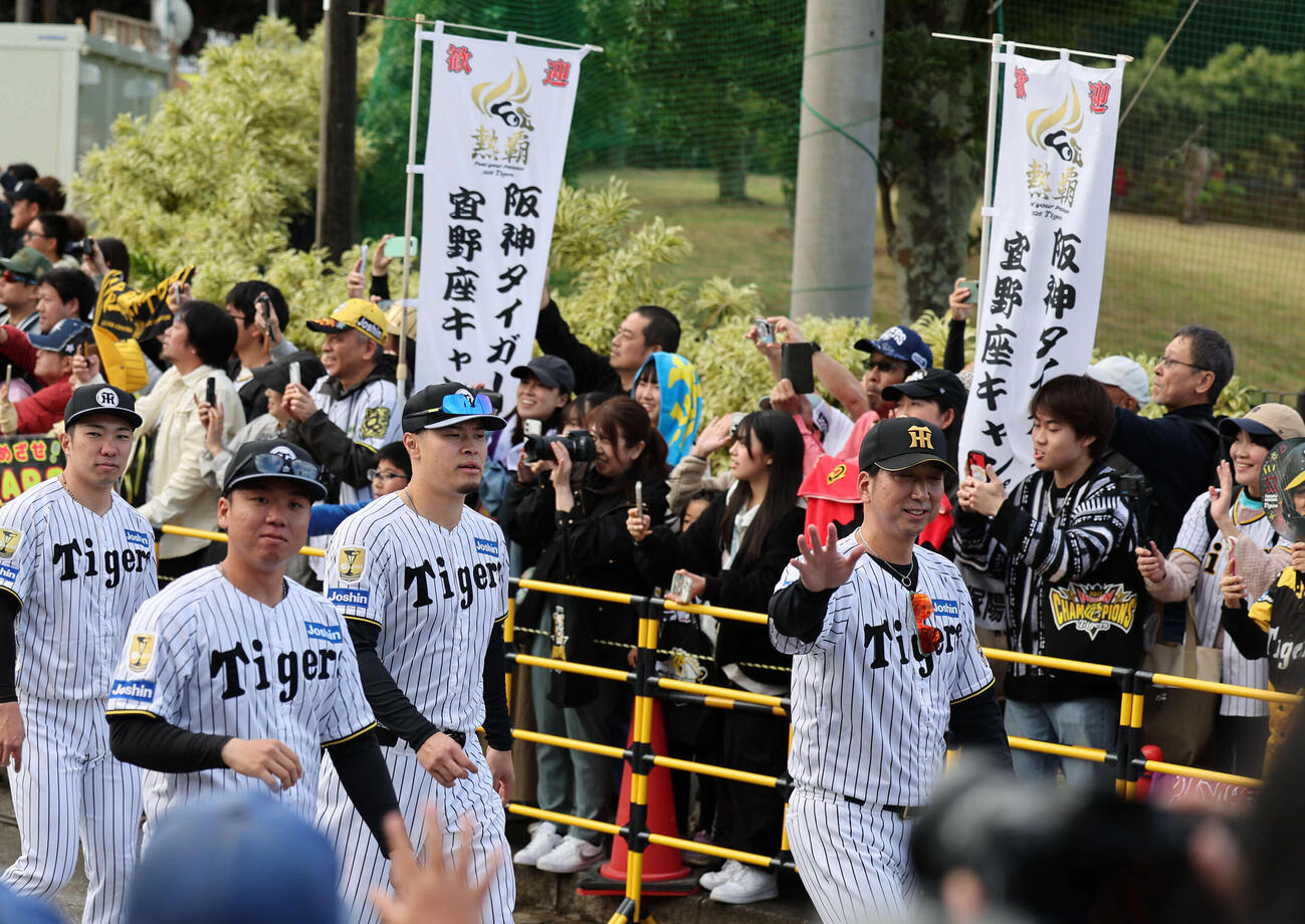 藤川監督の後ろを行進する阪神佐藤輝（撮影・西尾就之）