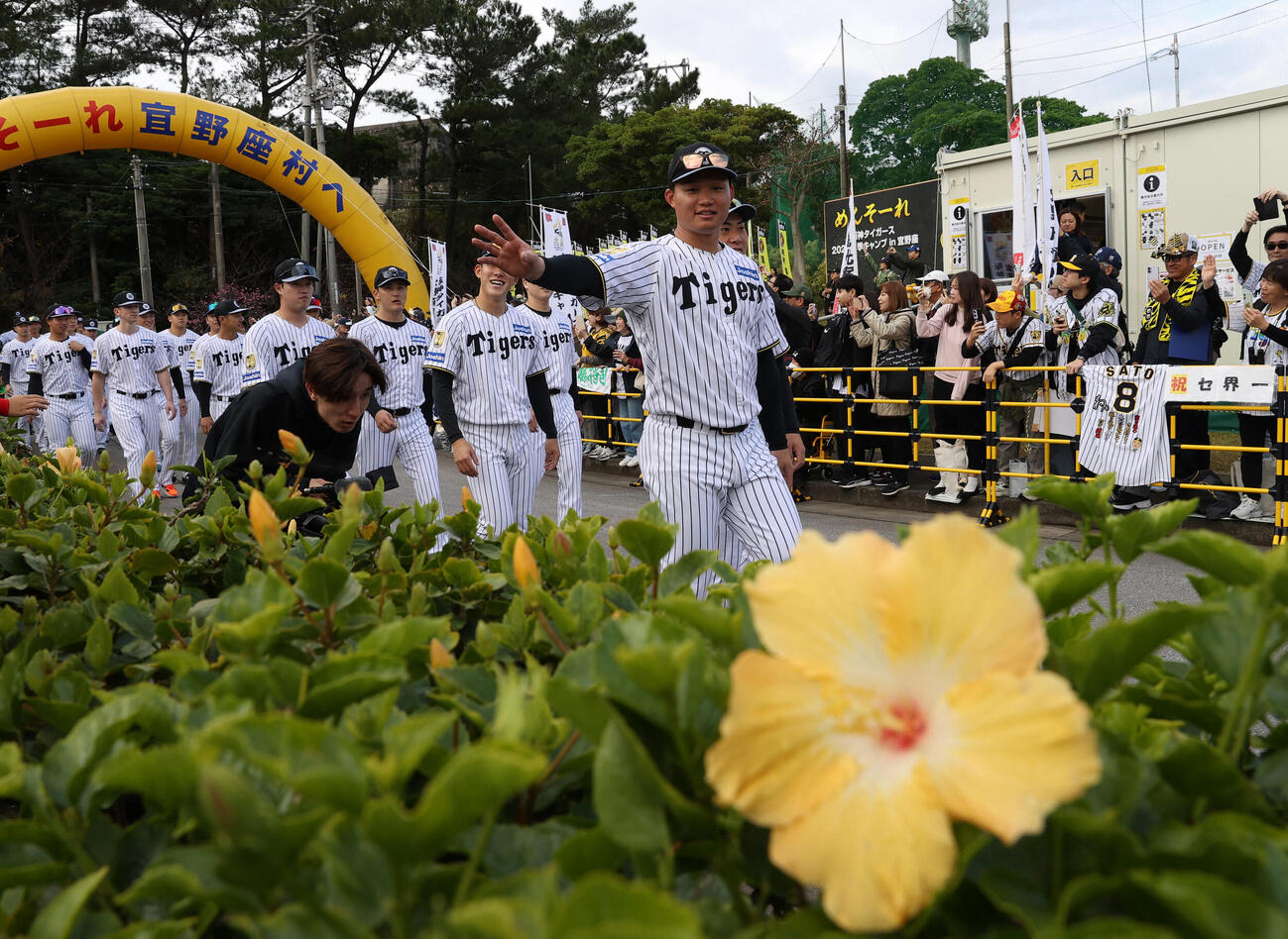 キャンプインを前にパレードする阪神森下ら（撮影・上山淳一）