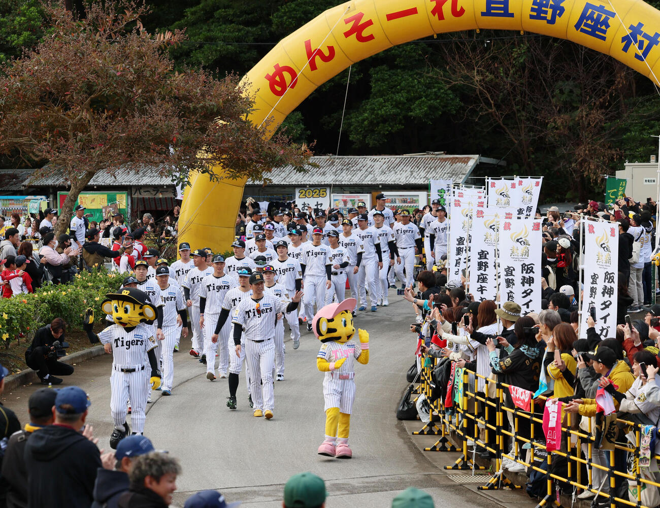 「キャンプイン虎ウオーク」と銘打ち、球場をパレードしてグラウンドへ向かう阪神ナイン（撮影・加藤哉）
