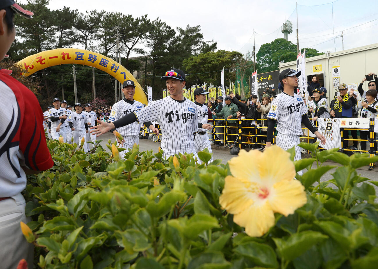 キャンプインを前にパレードする阪神近本ら（撮影・上山淳一）