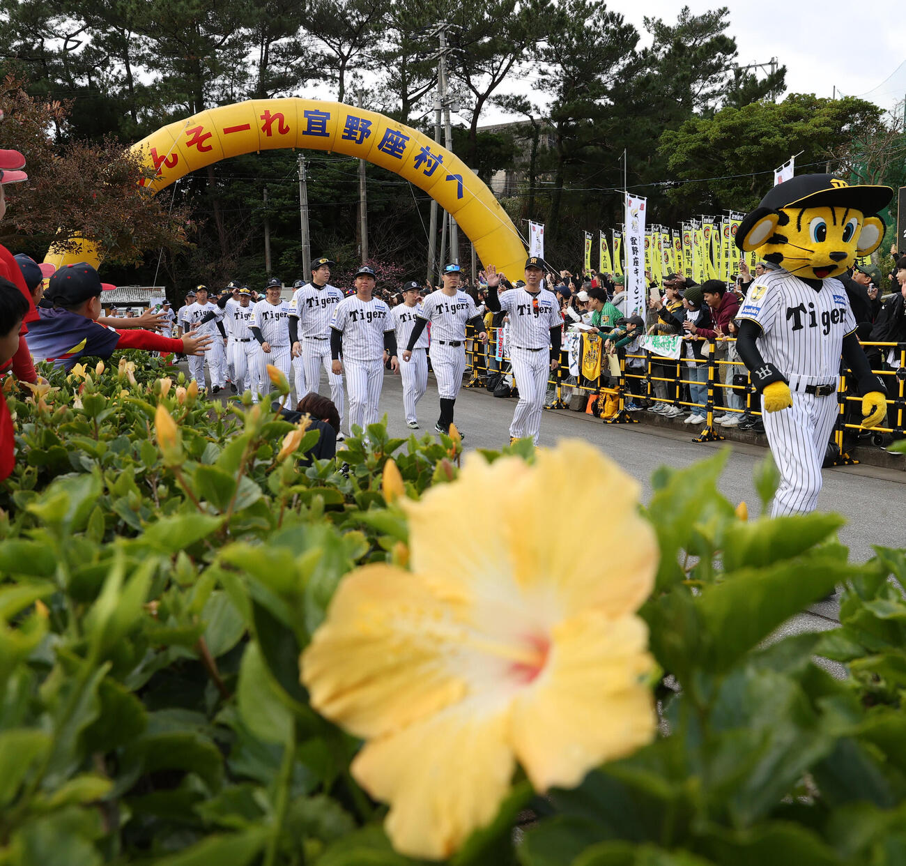 キャンプインを前にパレードする阪神藤川監督と選手たち（撮影・上山淳一）