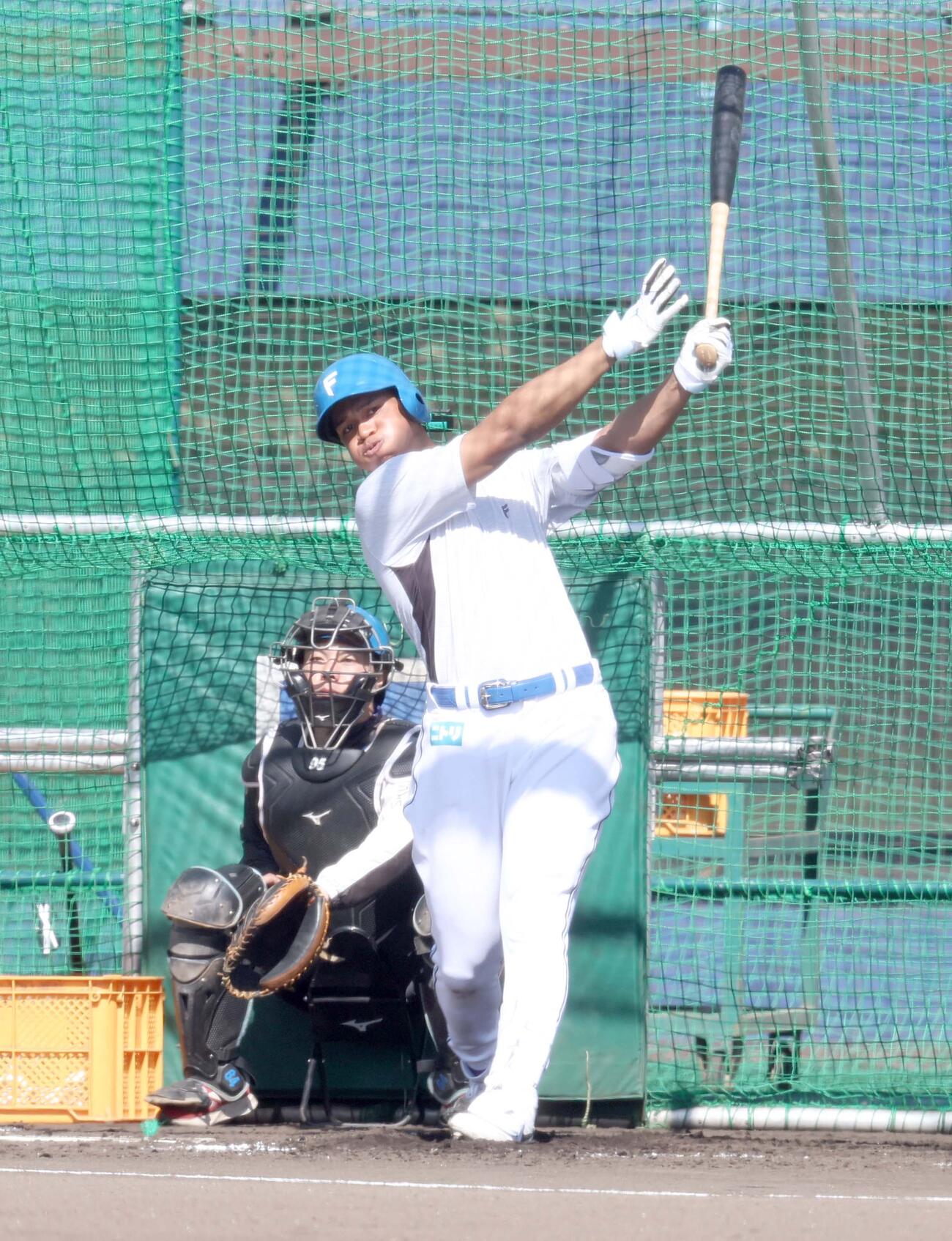 フリー打撃する日本ハム万波（撮影・黒川智章）