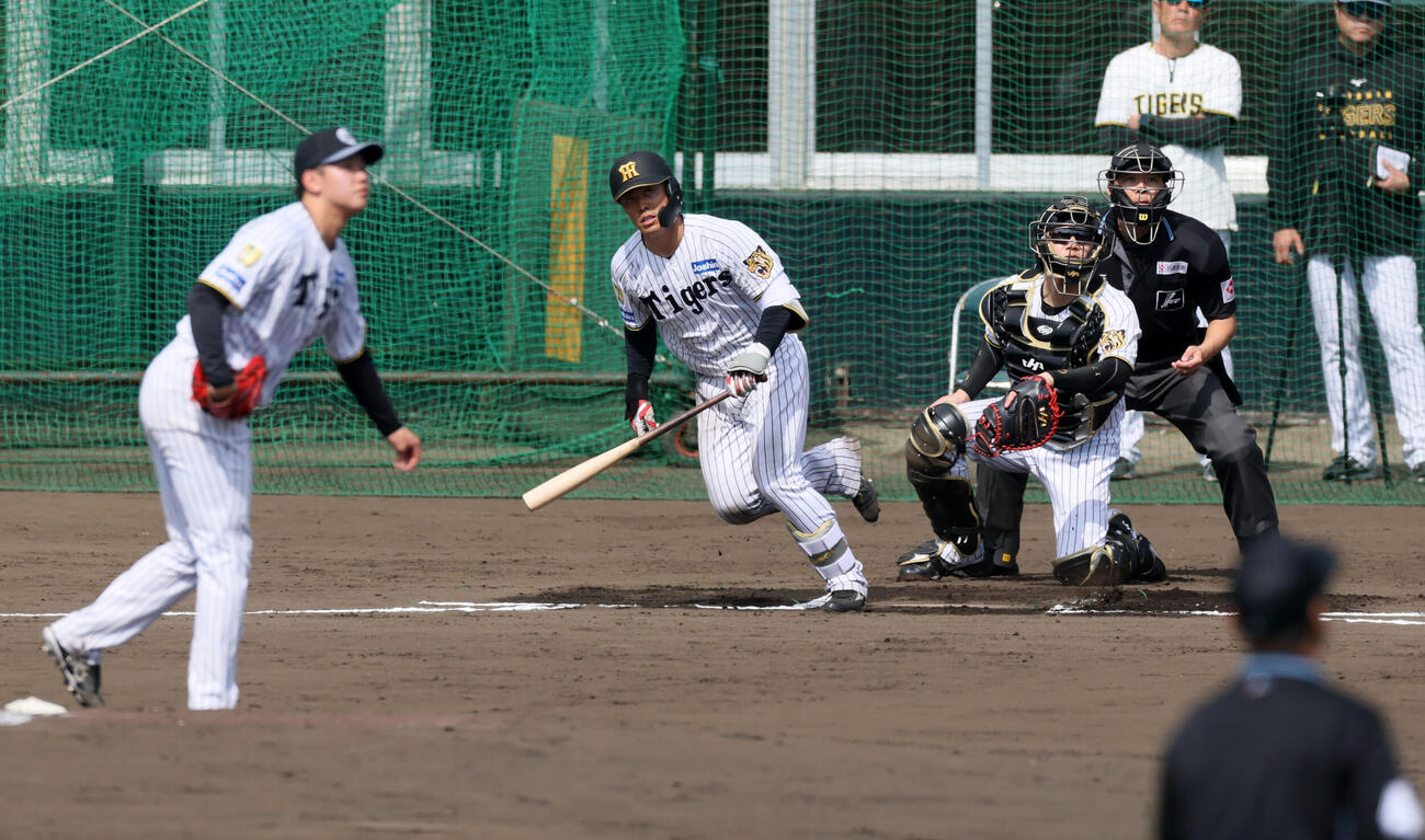 シート打撃練習で左前打を放つ阪神谷端。投手門別（撮影・加藤哉）