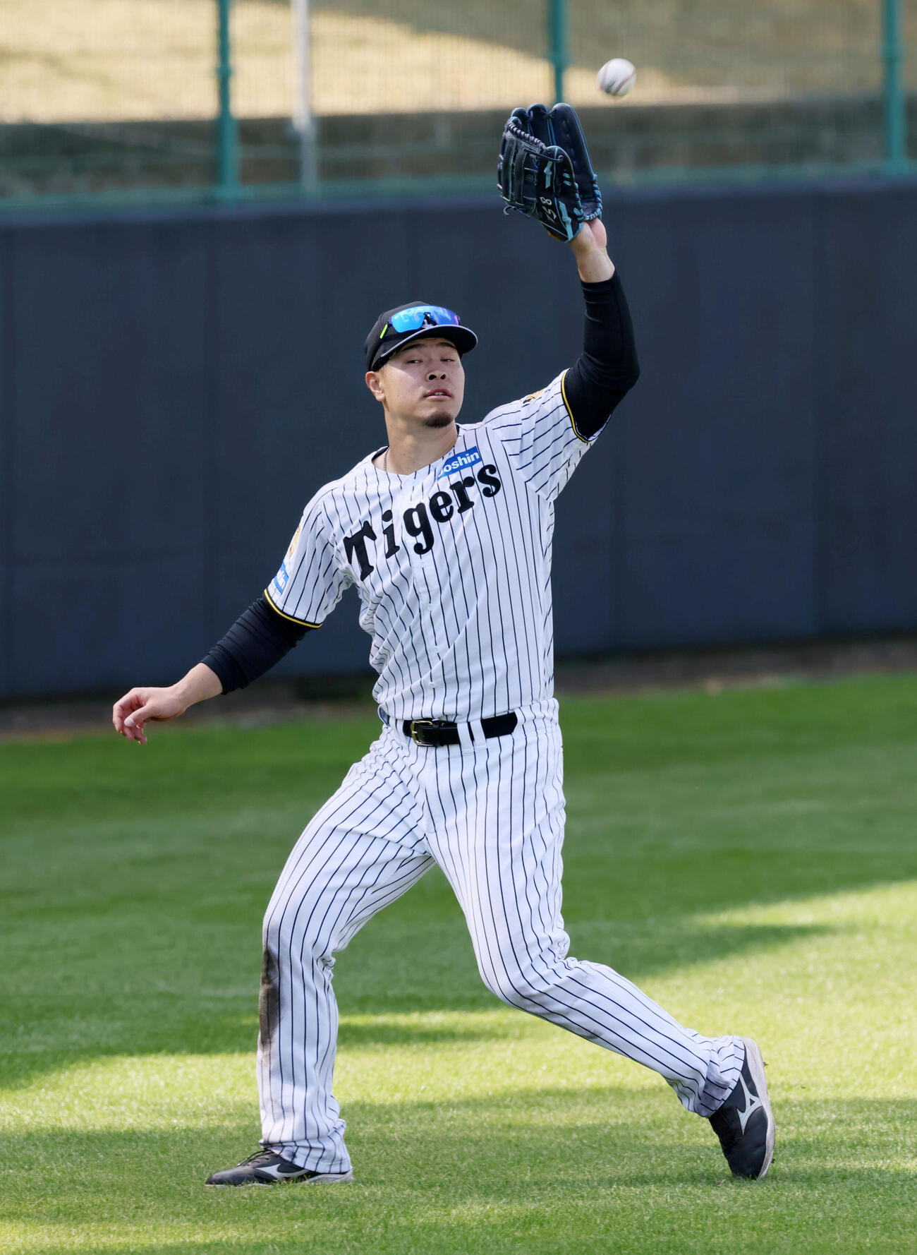 打撃練習中、中堅で打球を捕球する阪神佐藤（撮影・加藤哉）