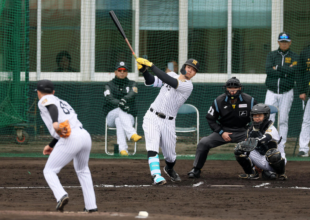 シート打撃練習で中飛を打ち上げる阪神佐藤。投手石井、捕手坂本（撮影・加藤哉）