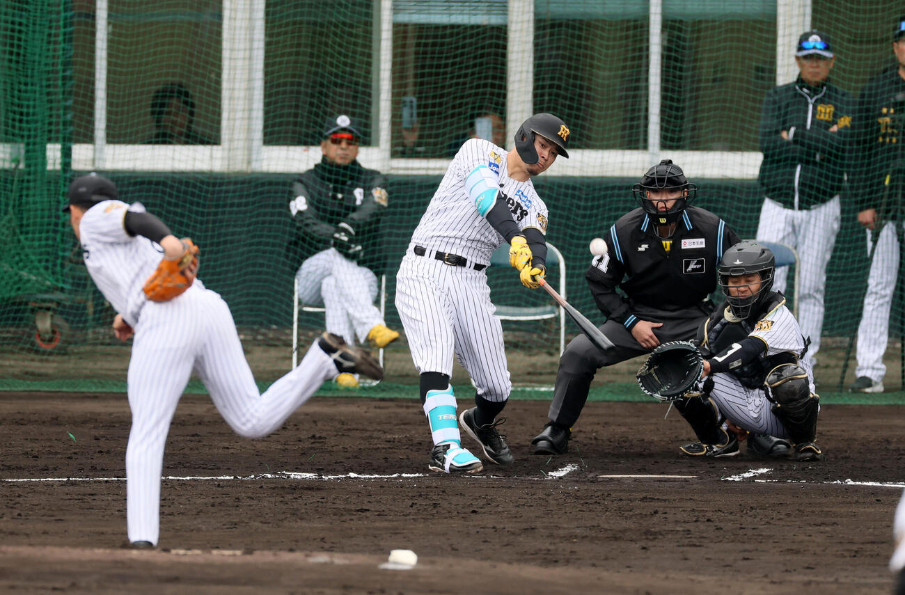 シート打撃練習で中飛を打ち上げる阪神佐藤。投手石井、捕手坂本（撮影・加藤哉）