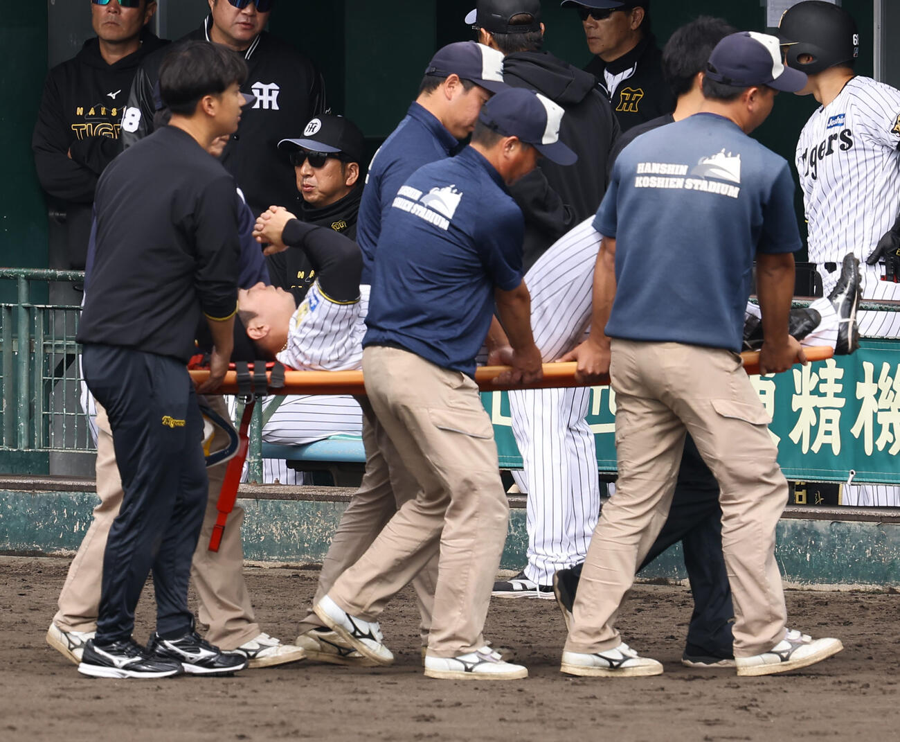 紅組対白組　担架で運ばれる石井。ベンチは藤川監督（撮影・上田博志）