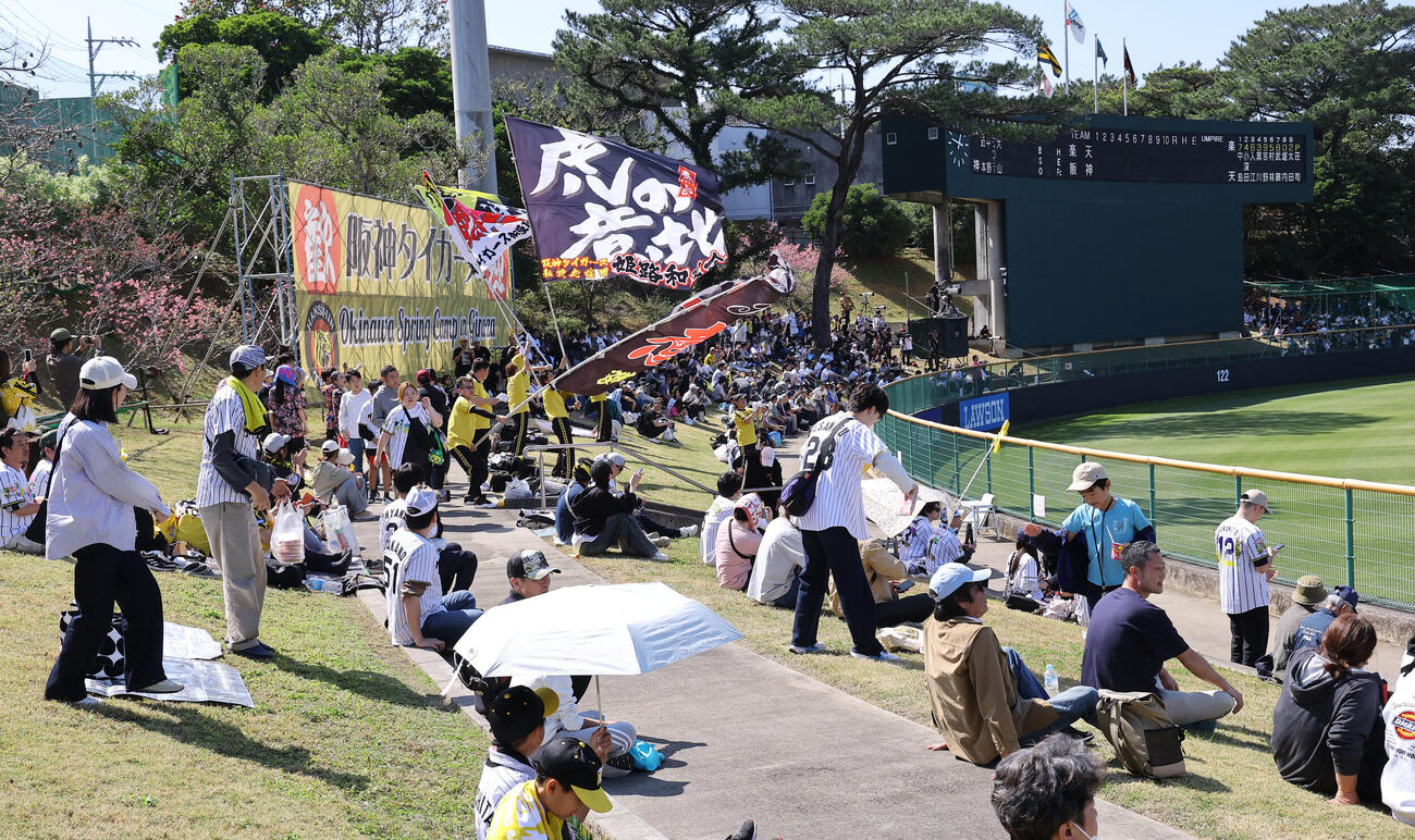 阪神対楽天　レフトスタンドが開放されたバイトするならエントリー宜野座スタジアム（撮影・上田博志）