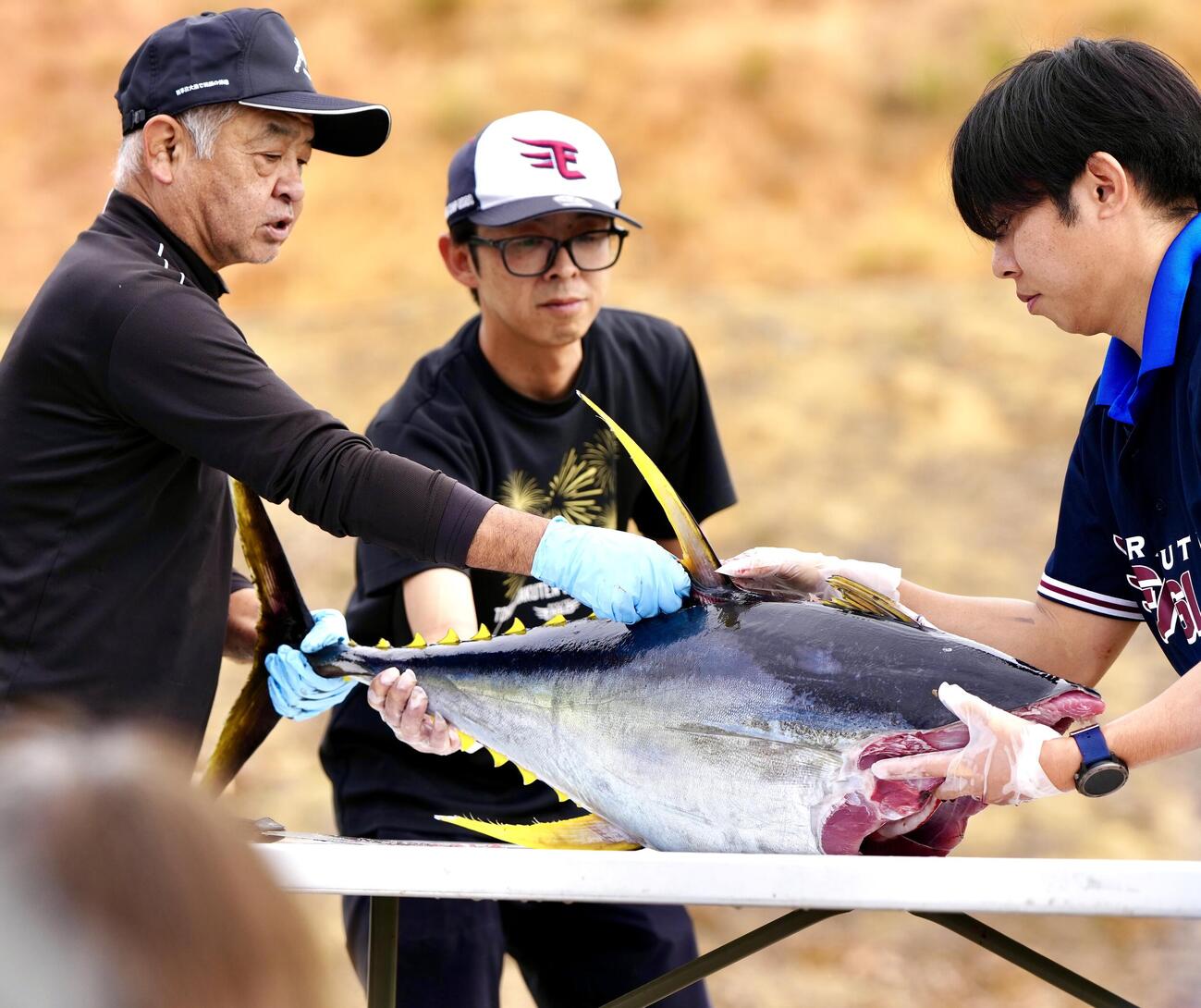 金武町ベースボールスタジアムでは、キハダマグロの解体ショーが行われる（撮影・江口和貴）