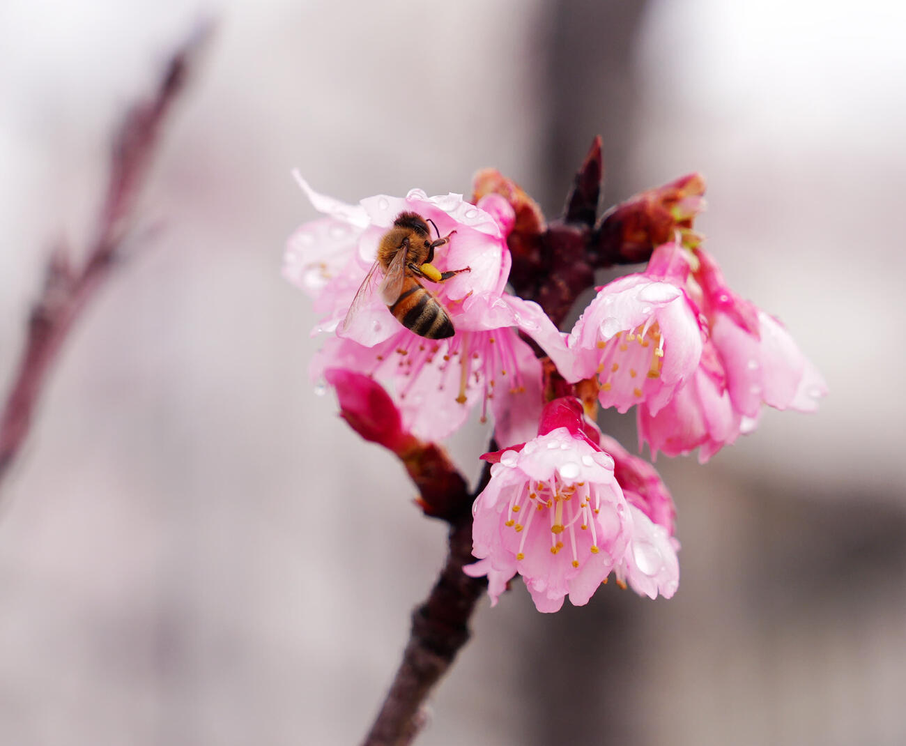 エナジックスタジアム名護の外周に咲く桜の蜜を集めるミツバチ（撮影・江口和貴）