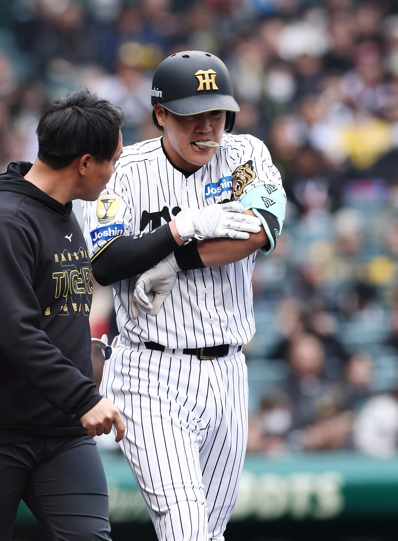 阪神対ソフトバンク　2回裏阪神1死一塁、死球を受けた伏見（撮影・前田充）