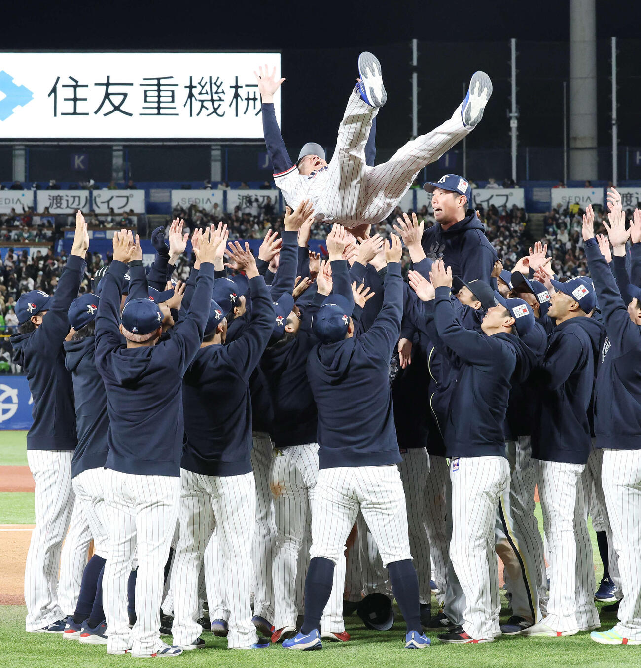 ヤクルト対オリックス　引退セレモニーで胴上げされるヤクルト川端（撮影・宮地輝）