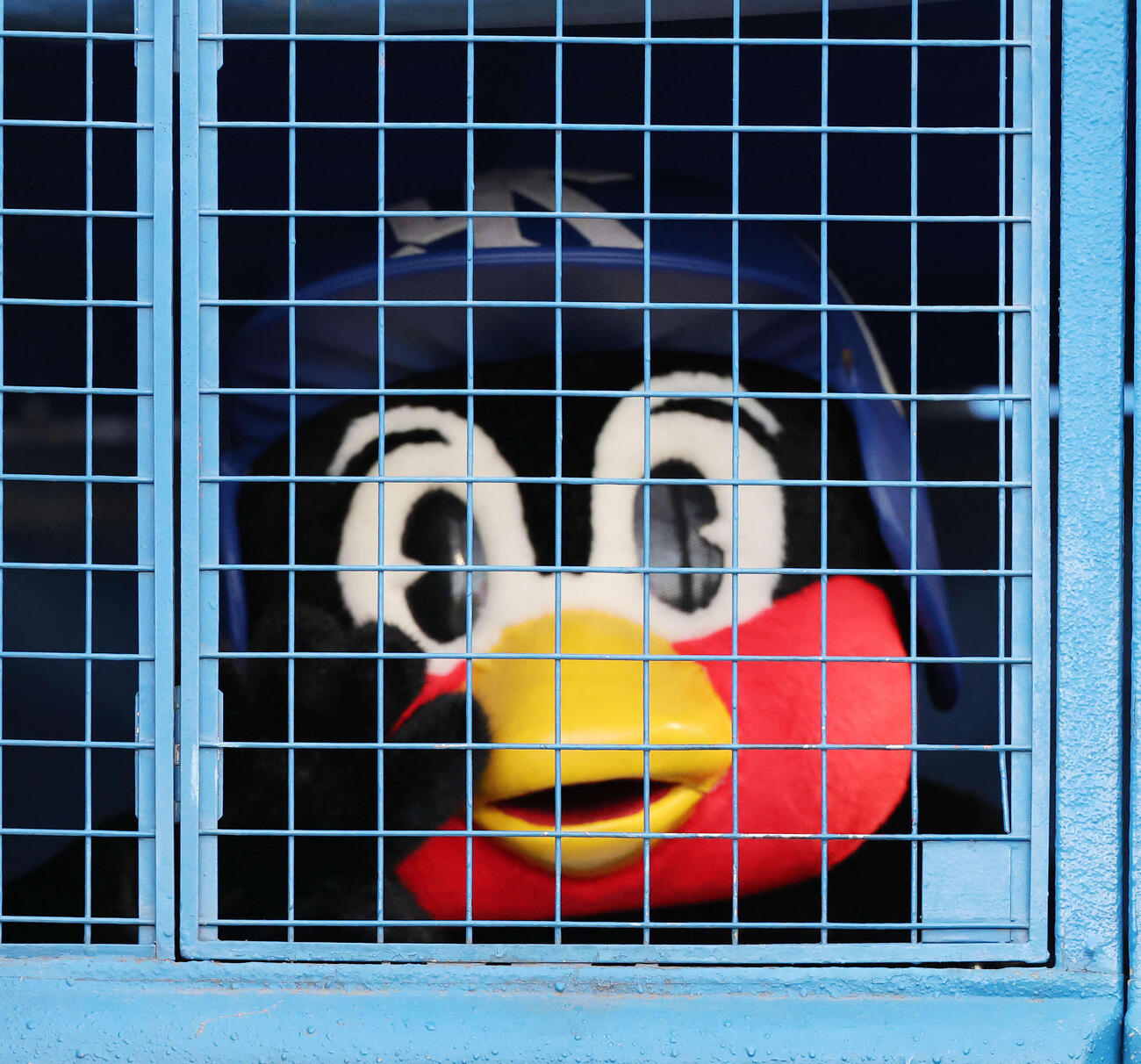 ヤクルト対オリックス　鶏小屋に姿を現すつば九郎（撮影・宮地輝）