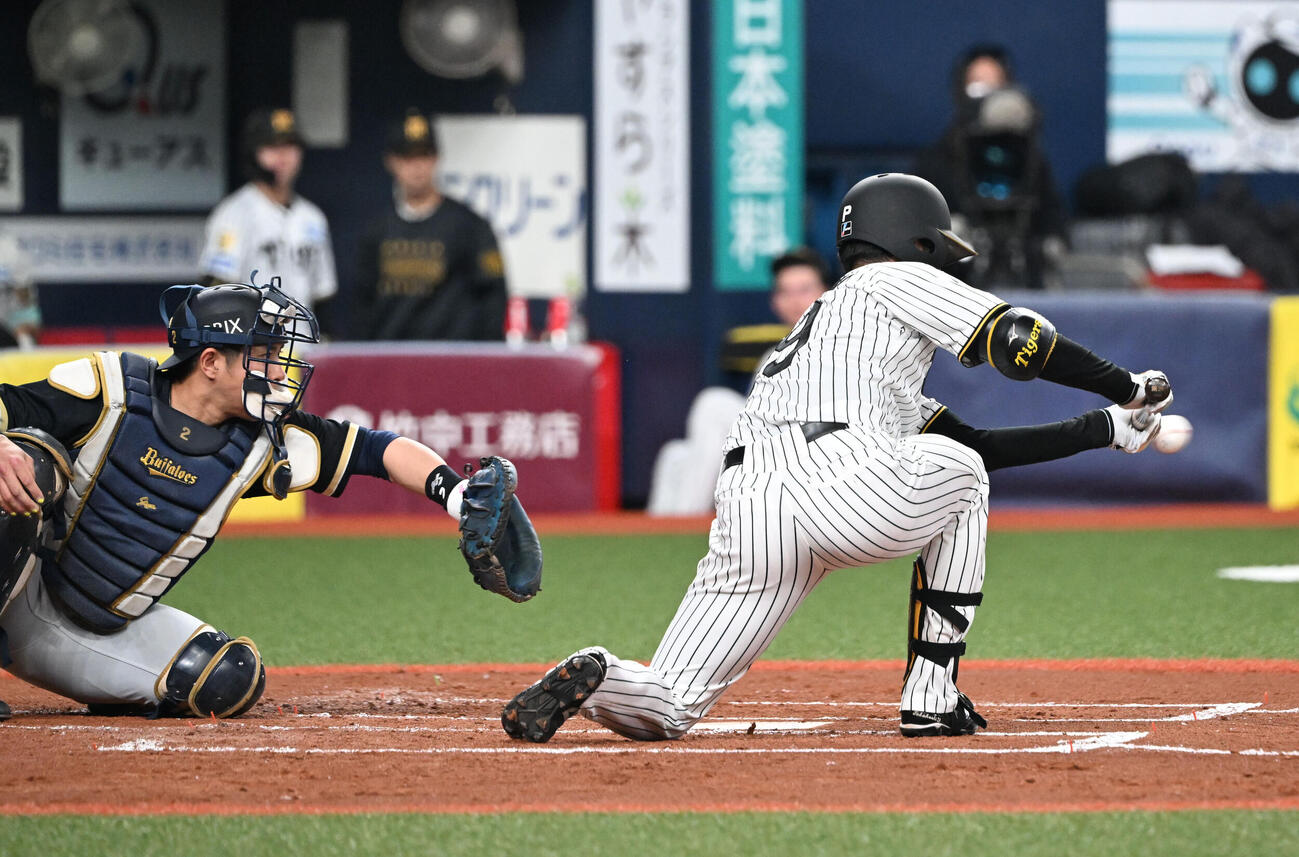 阪神対オリックス　2回裏阪神2死一塁、バントする高橋（撮影・和賀正仁）