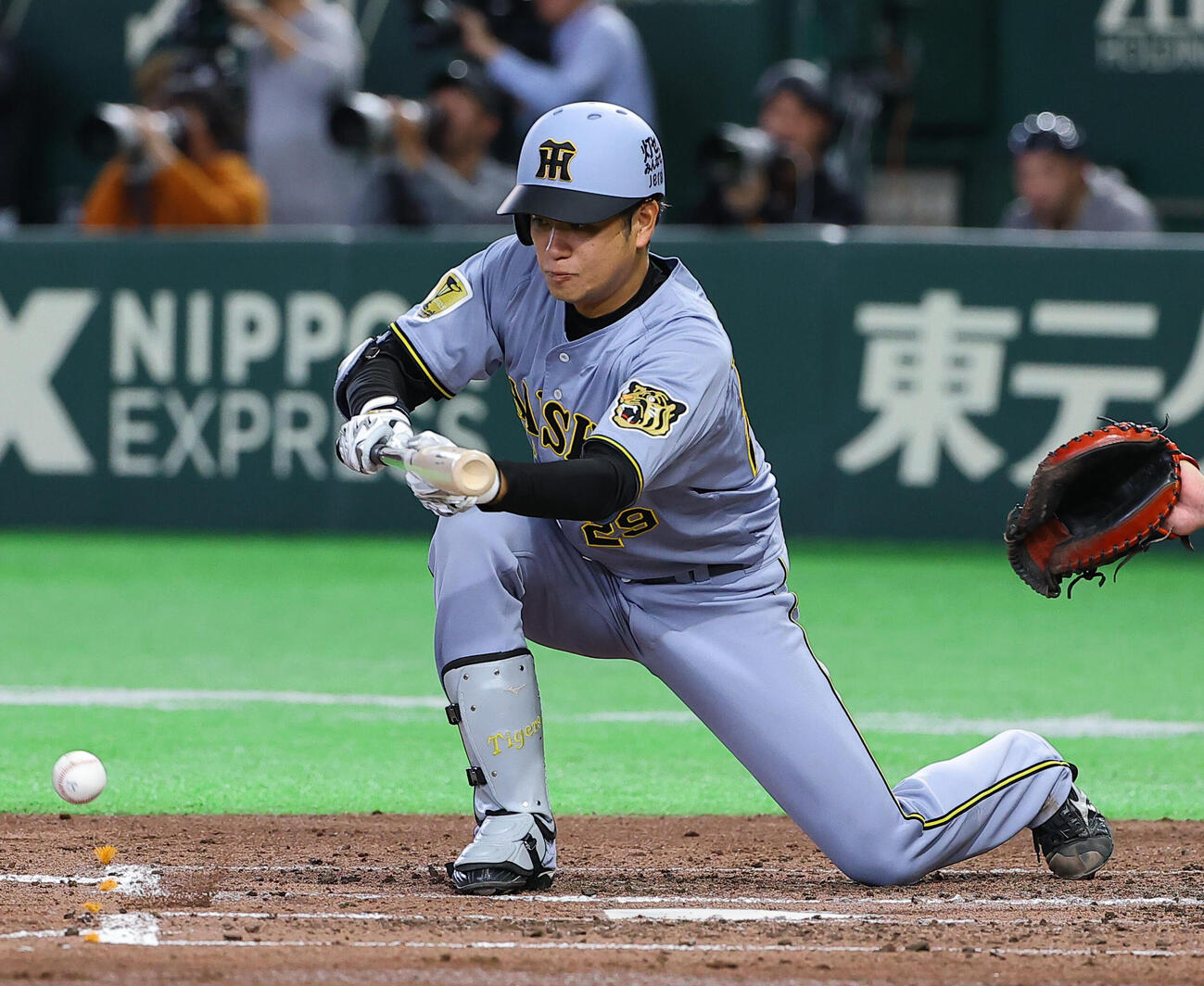巨人対阪神　4回表阪神1死一塁、高橋は送りバントを決める（撮影・上田博志）