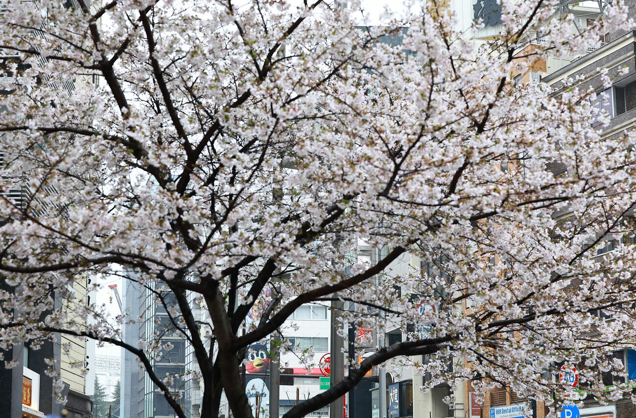 ヤクルト対広島　ヤクルトのホーム開幕戦を前に、神宮球場周辺の桜も満開、つば九郎もお花見？（撮影・野上伸悟）