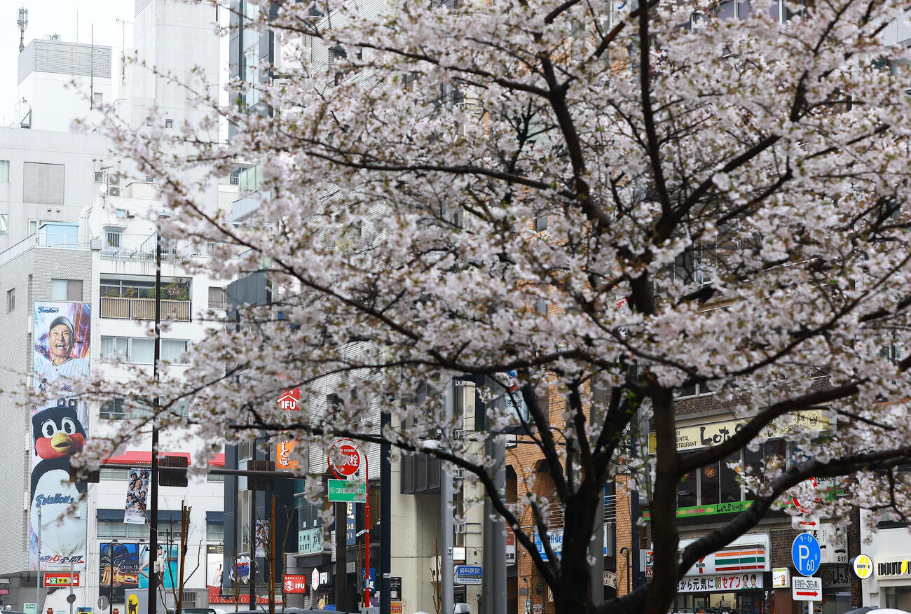 ヤクルト対広島　ヤクルトのホーム開幕戦を前に、神宮球場周辺の桜も満開、ヤクルト池山隆寛監督とつば九郎もお花見？（撮影・野上伸悟）