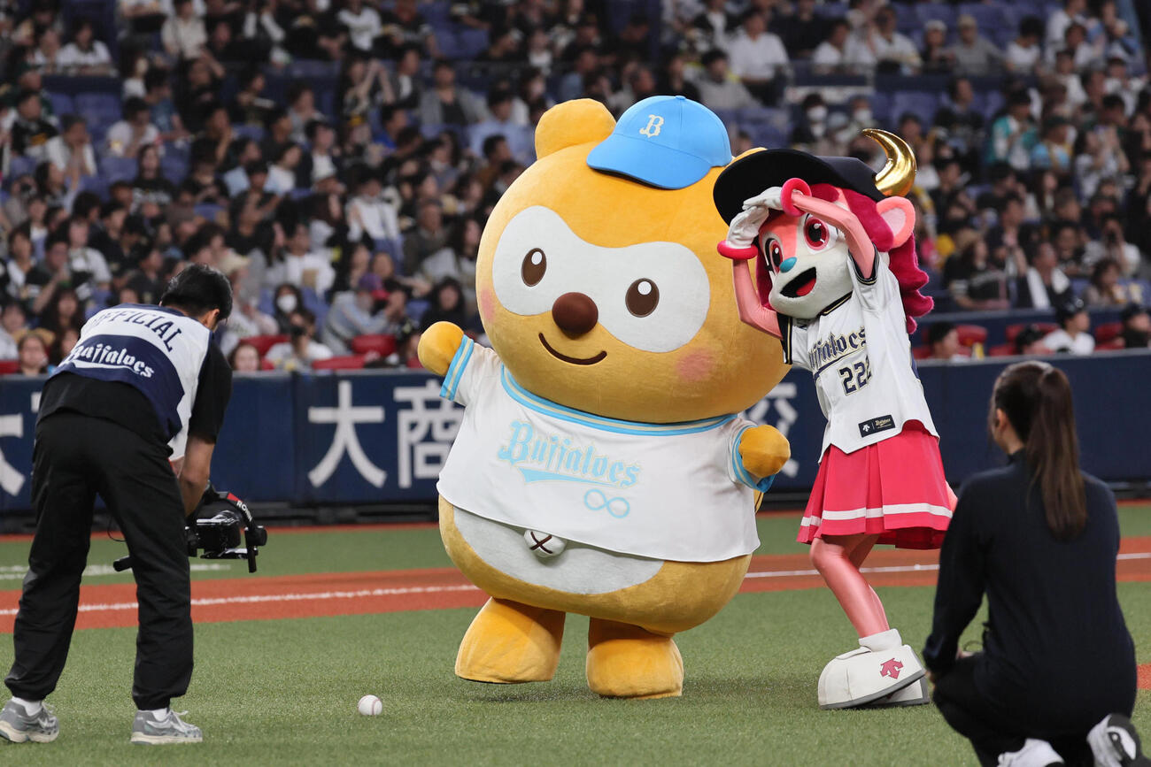 パステルバファローズ☆ポンタとバファローベルちゃん（2025年5月撮影）