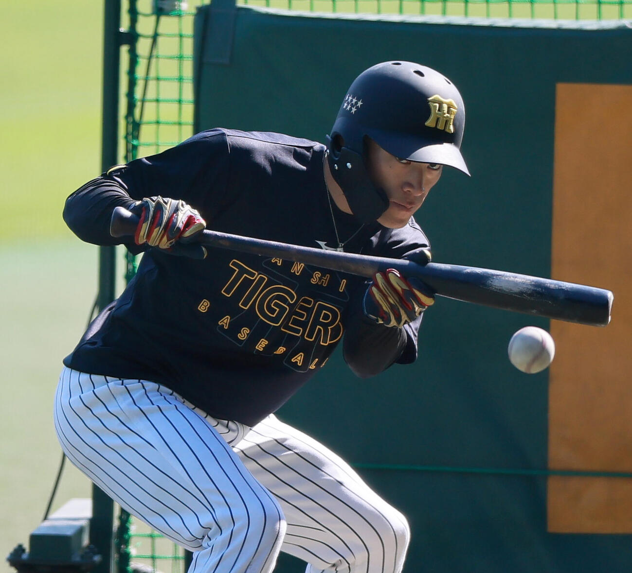 阪神対ヤクルト　試合前、バント練習する阪神福島（撮影・上山淳一）