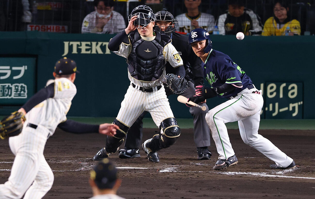 阪神対ヤクルト　5回表ヤクルト無死一、二塁、伊藤は送りバントを決める（撮影・上田博志）