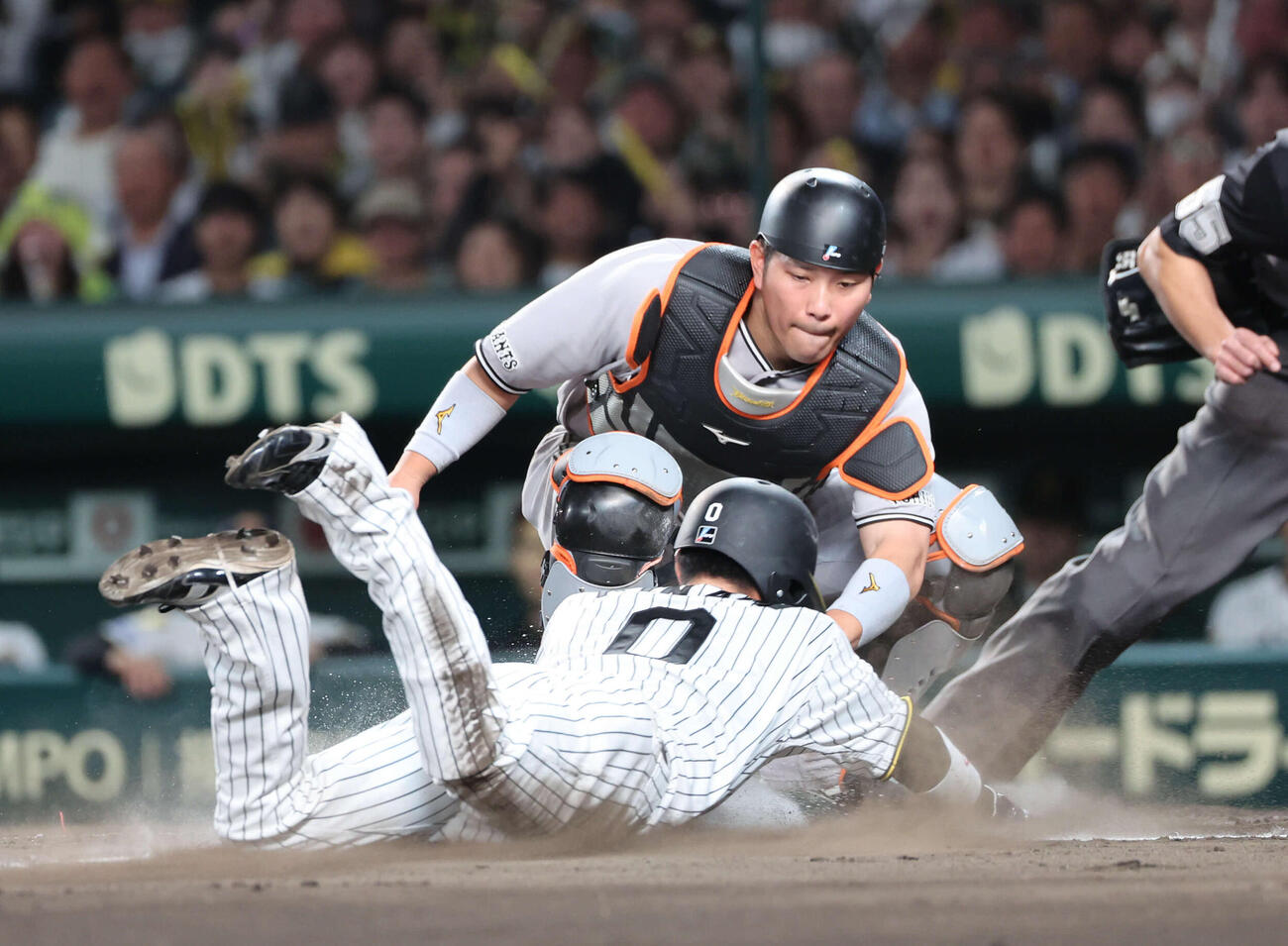 阪神対巨人　2回裏阪神2死一、二塁、坂本の三ゴロをダルベックが一塁へ悪送球する間に生還を狙った二走木浪はアウト。捕手大城（撮影・西尾就之）