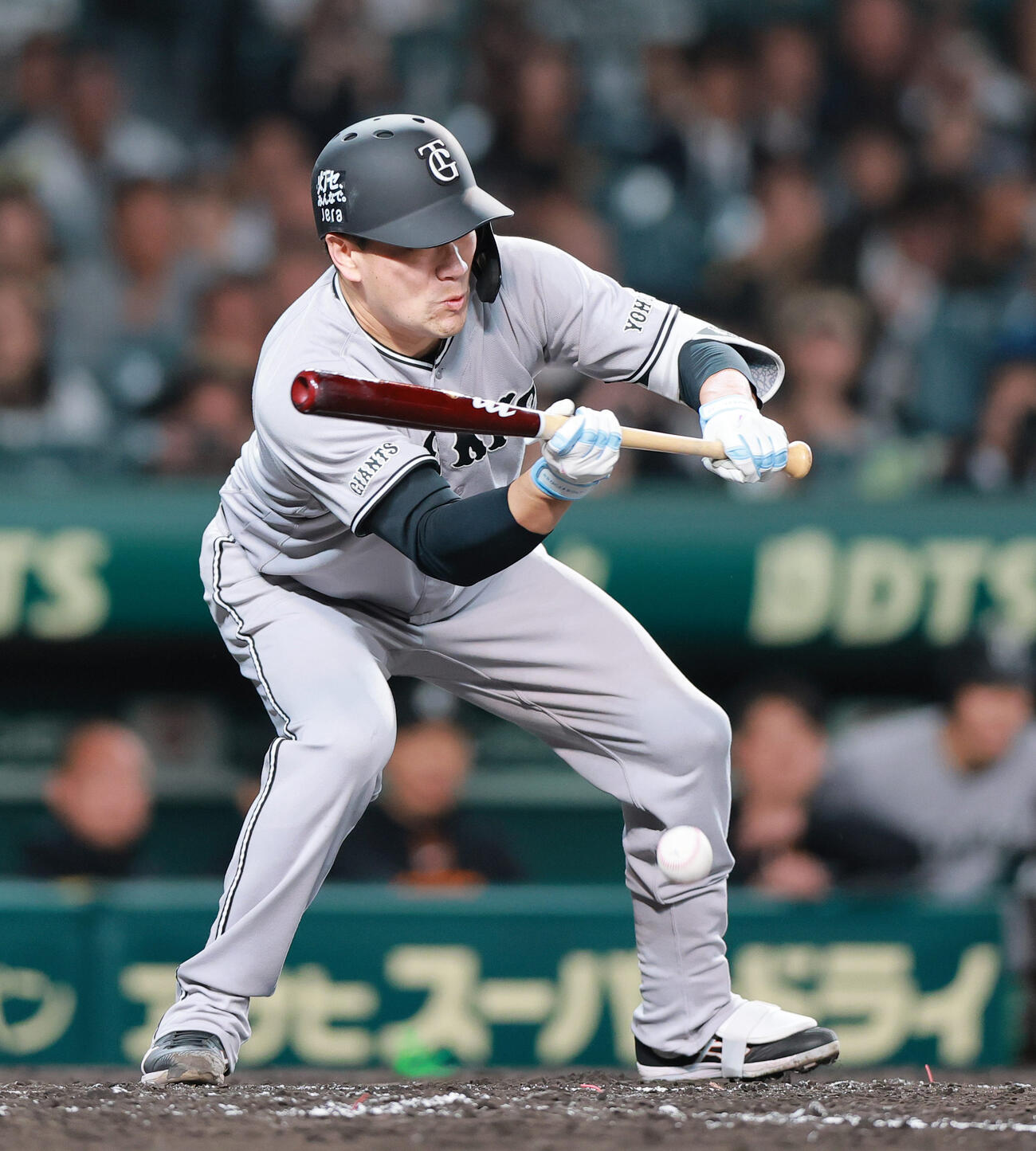 阪神対巨人　4回表巨人1死一塁、バントを決める田中将（撮影・上山淳一）