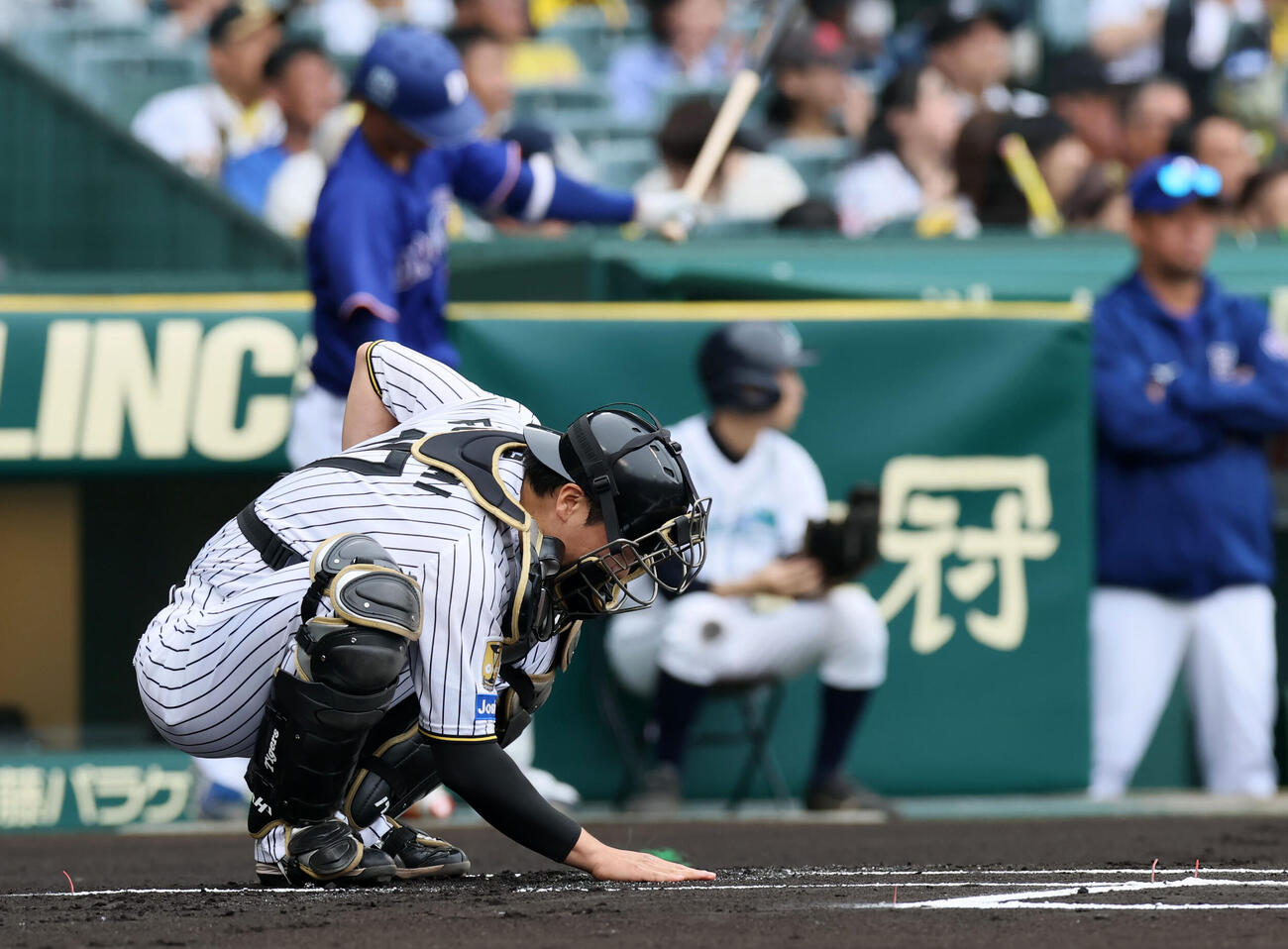 阪神対中日　試合開始前に本塁後方の土を触る阪神伏見（撮影・加藤哉）