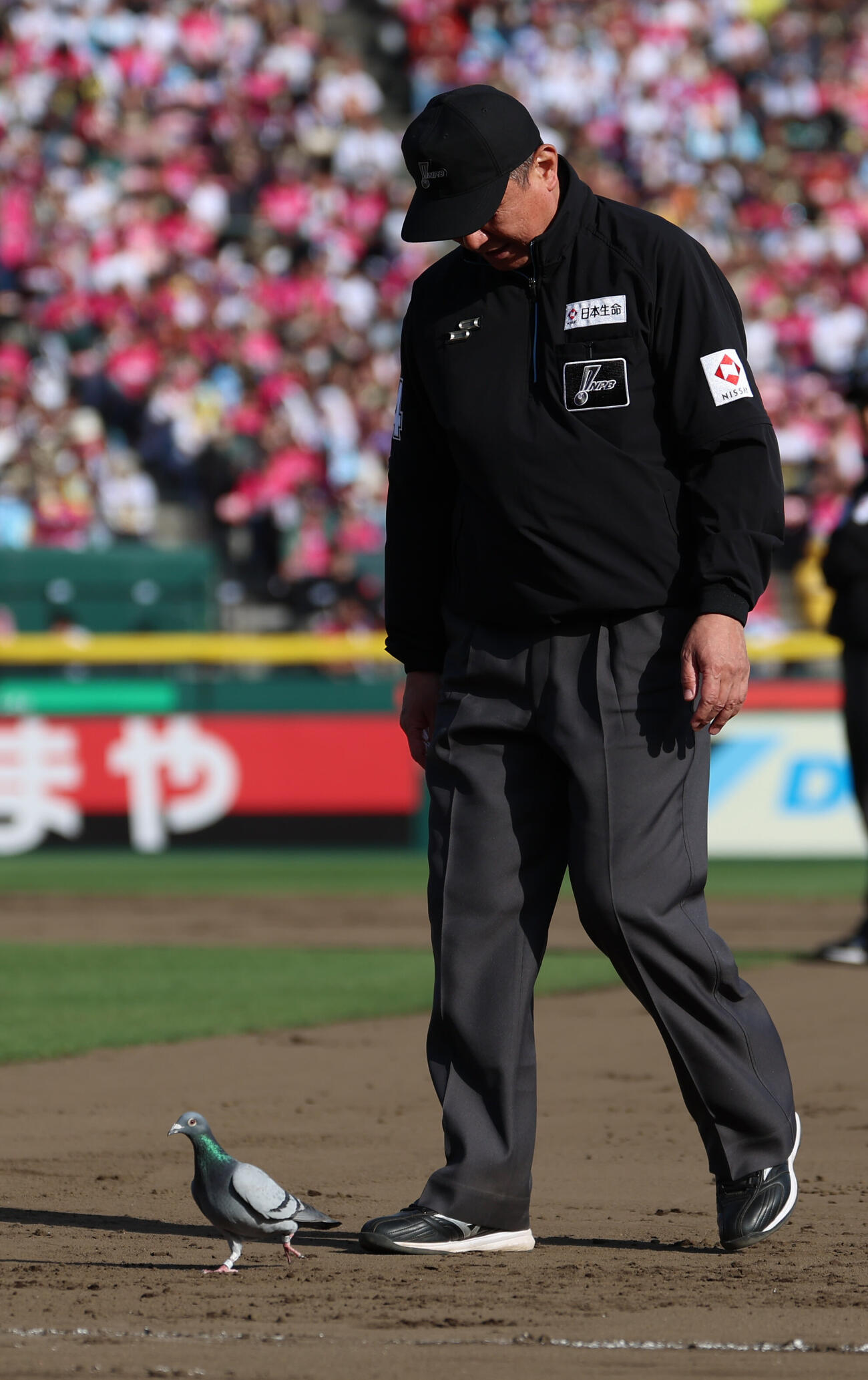 楽天対西武　10回途中、グラウンドにハトが入り、試合が一時中断する（撮影・水谷安孝）