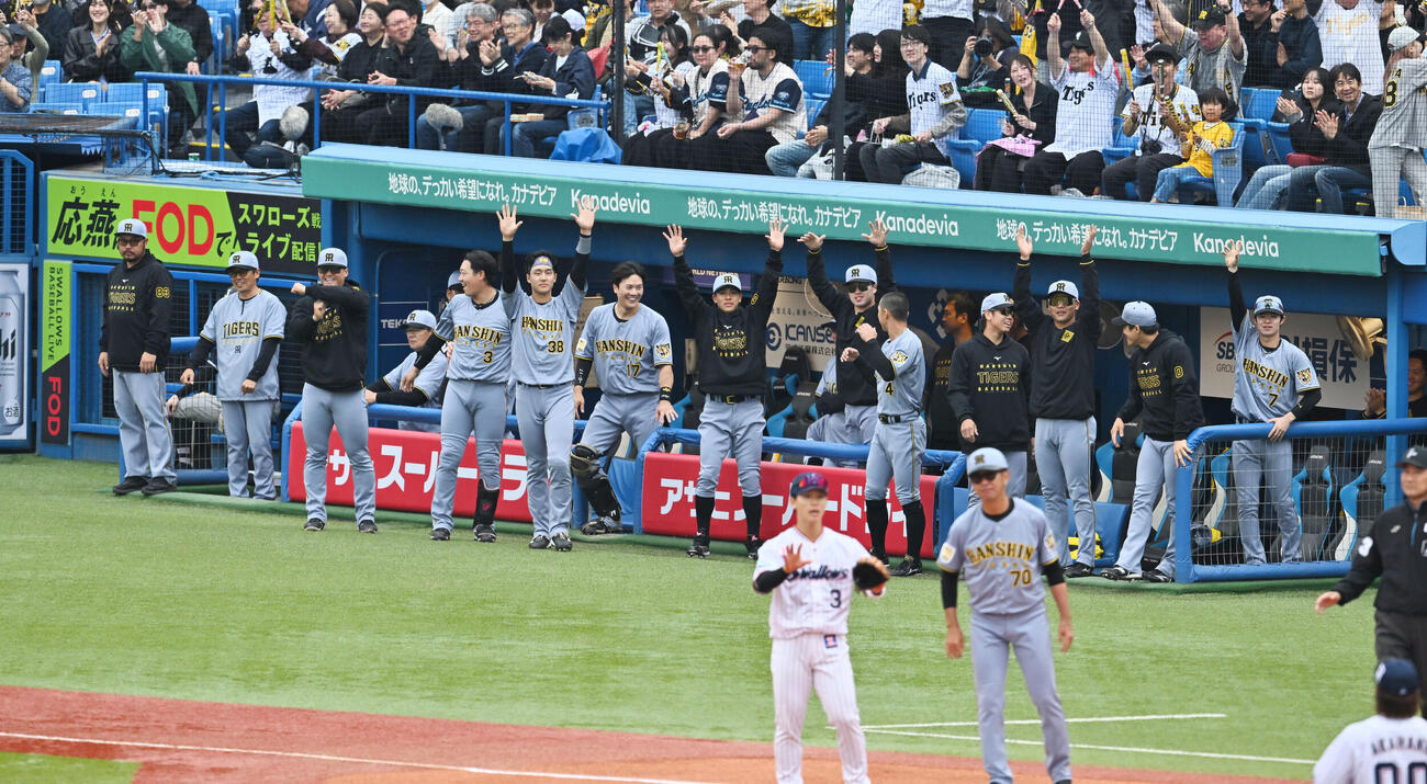 ヤクルト対阪神　3回表阪神2死一塁、岡城快生のプロ初安打となる先制適時二塁打の記念球球を求める選手たち（撮影・滝沢徹郎）
