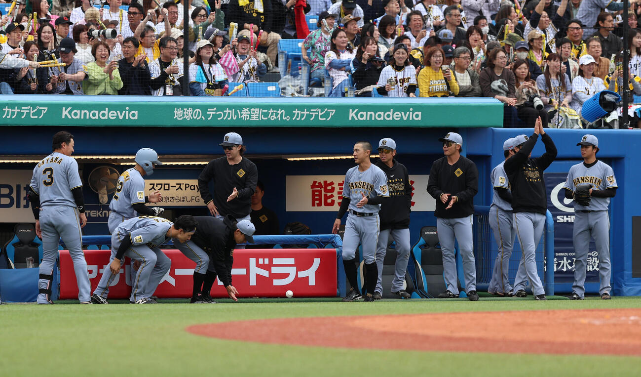ヤクルト対阪神　3回表阪神2死一塁、ベンチに届けられるプロ初安打を放った岡城快生の記念ボール（撮影・水谷安孝）