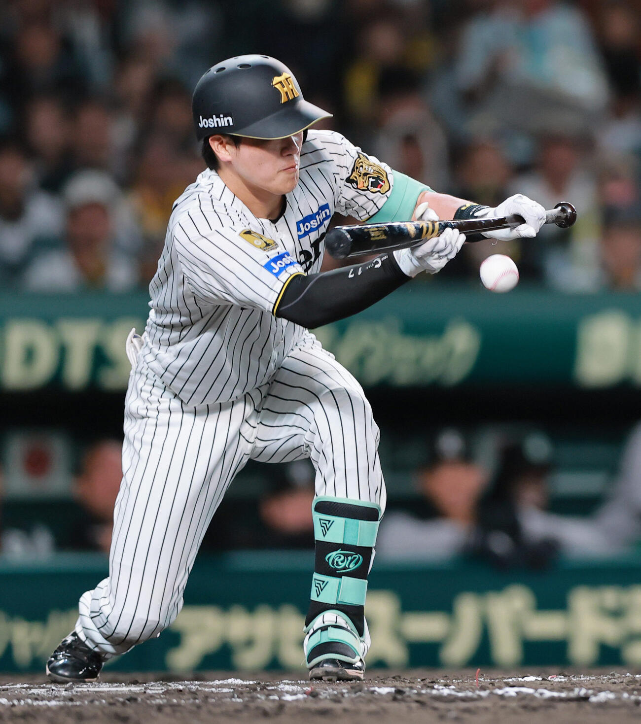 阪神対巨人　8回裏阪神無死一、二塁、送りバントを決める伏見寅威（撮影・上山淳一）