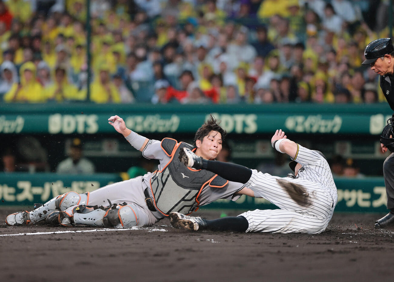 阪神対巨人　4回裏阪神1死三塁、大山悠輔の投ゴロで三走佐藤輝明（手前）をアウトにする大城卓三（撮影・上山淳一）