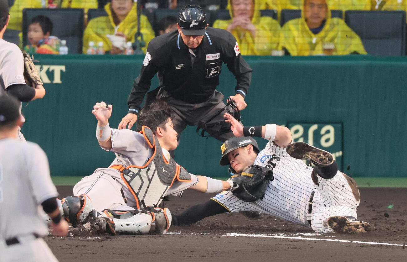 阪神対巨人　4回裏阪神1死三塁、阪神大山悠輔の投ゴロで巨人井上温大の本塁が剃れるが捕手大城卓三の好守でアウトとなる阪神佐藤輝明（撮影・宮崎幸一）