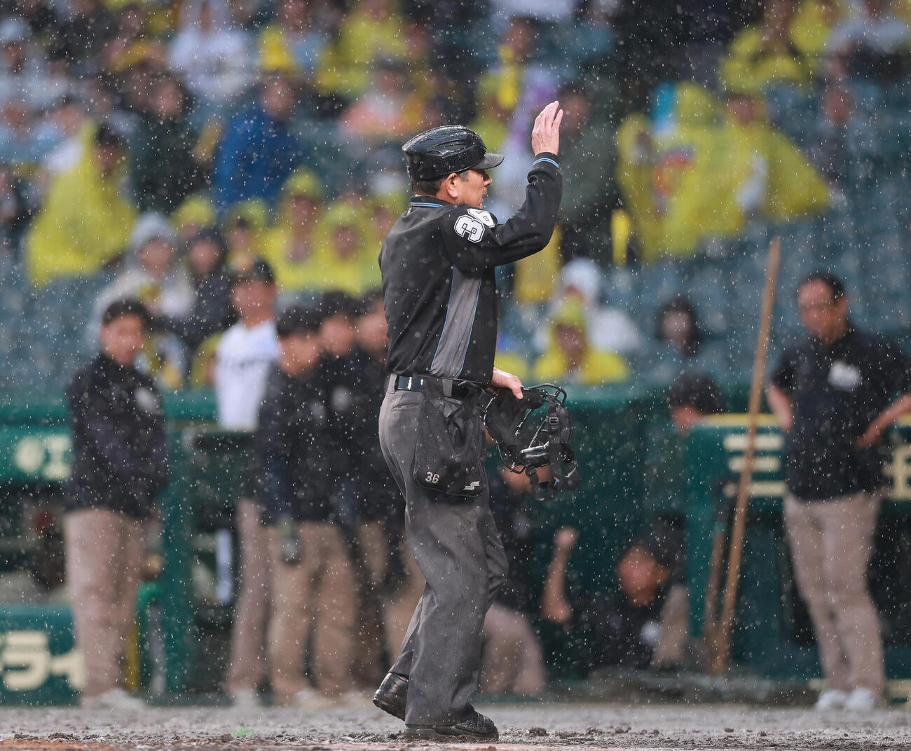 阪神対巨人　降雨コールドゲームをコールする真鍋勝已球審（撮影・上山淳一）..