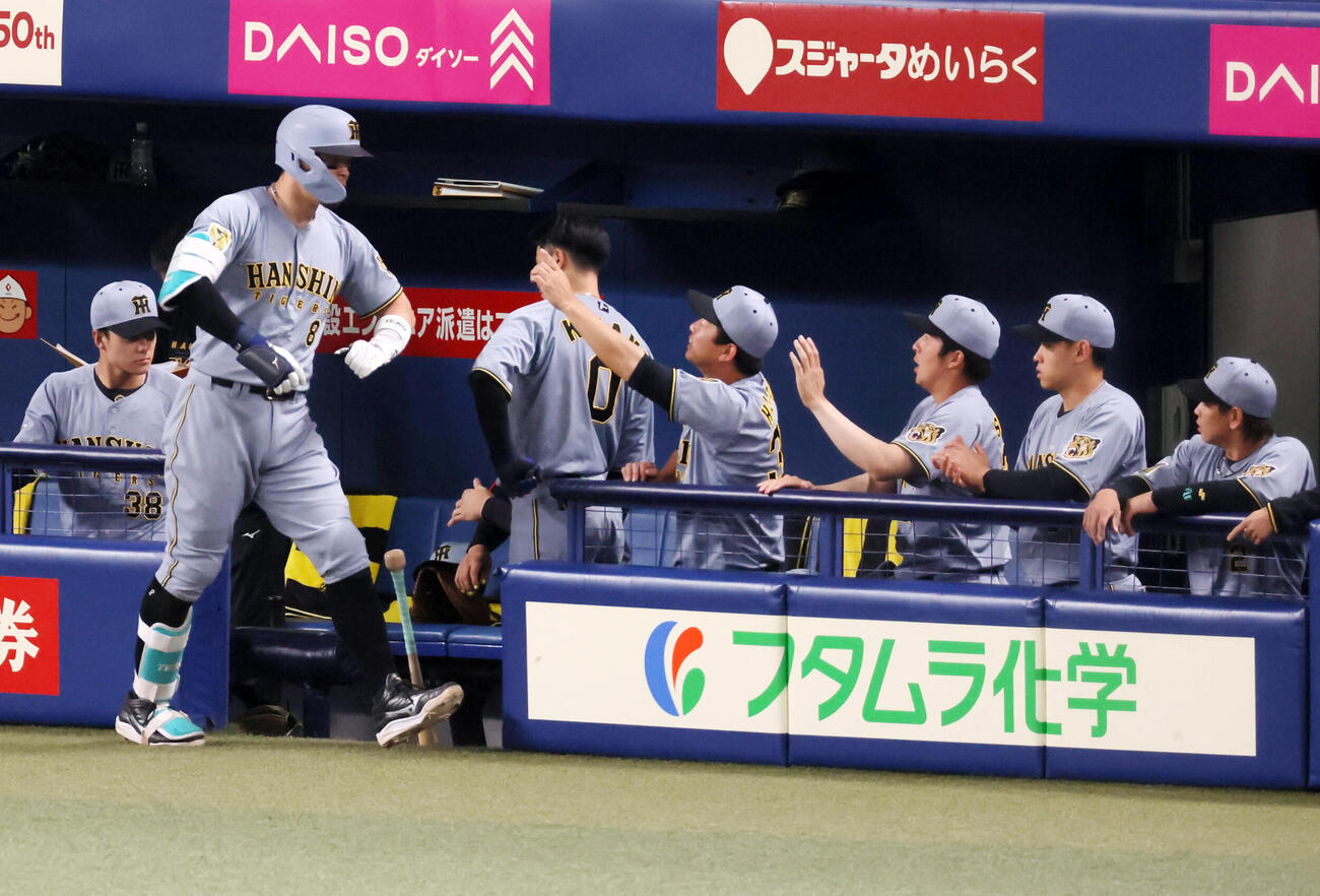 中日対阪神　9回表阪神無死、佐藤輝明は右越えソロ本塁打を放ちベンチのナインとタッチする（撮影・加藤哉）