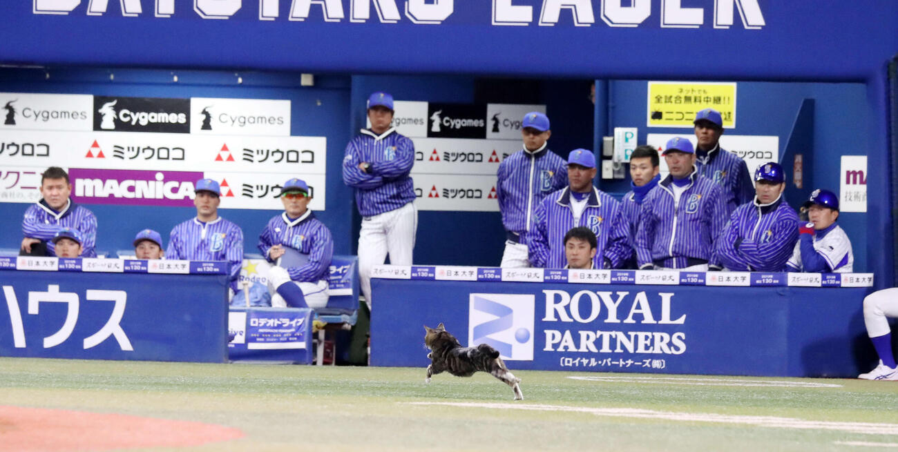DeNA対阪神　9回表阪神無死一塁、打者梅野の時、グラウンドにネコが現れDeNAベンチ前を疾走（2017年4月13日撮影）