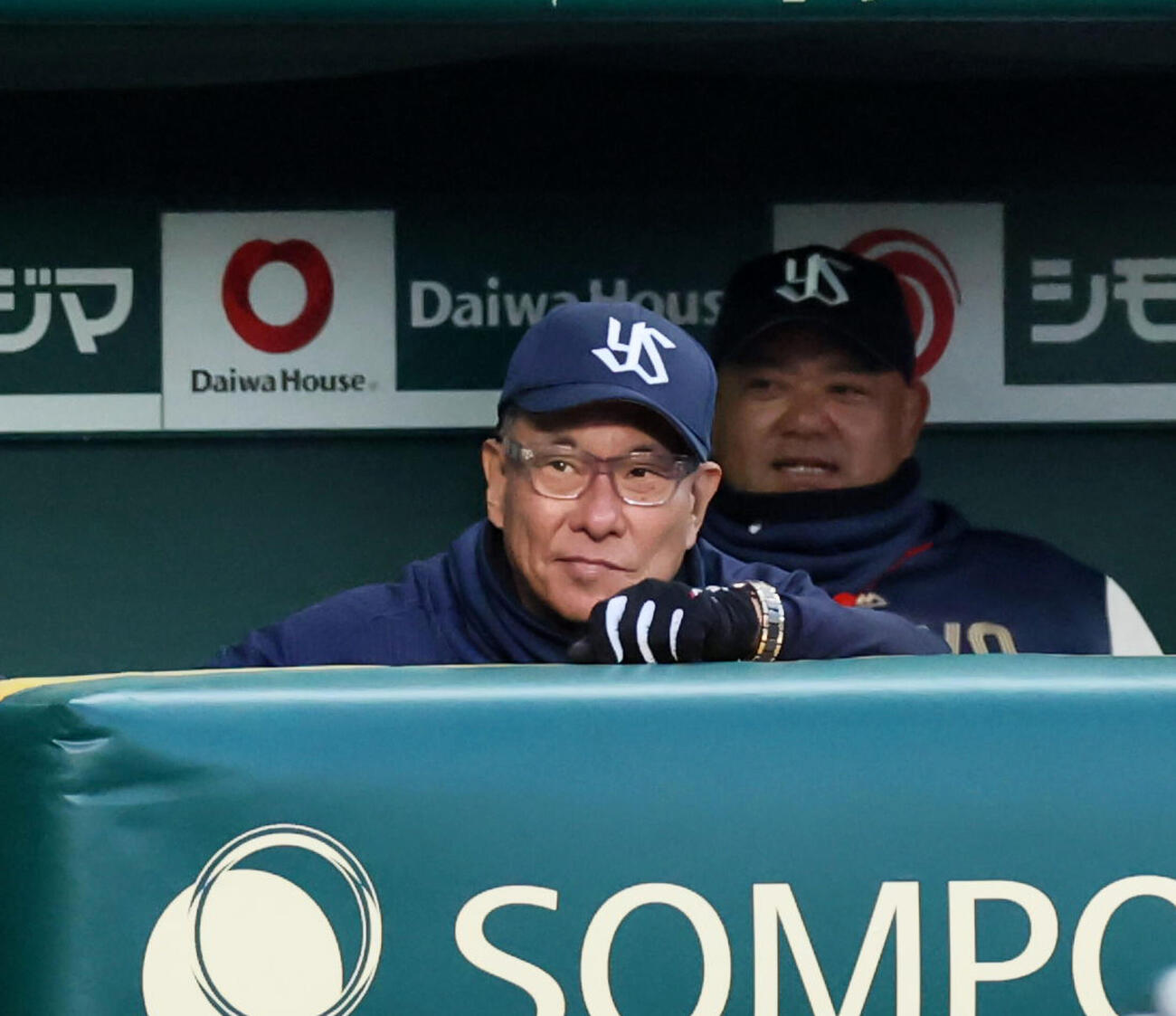 ベンチから試合展開を見守るヤクルト池山隆寛監督（2026年4月撮影）