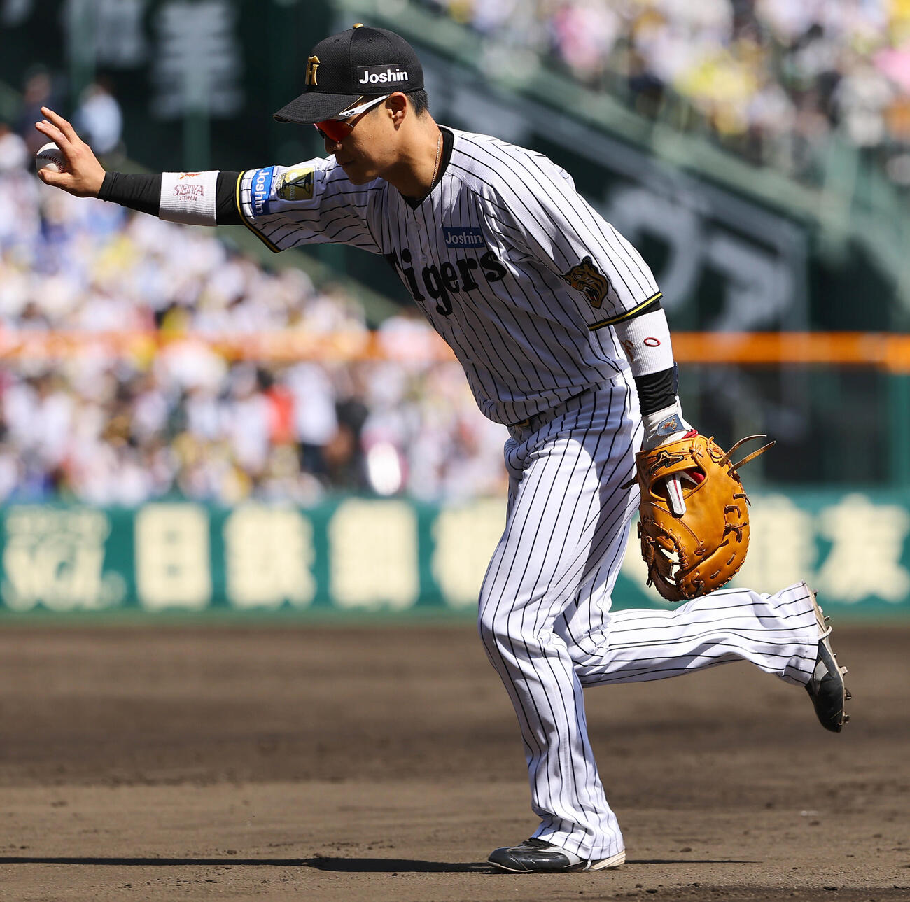 阪神対DeNA 4回表DeNA1死、木浪聖也は度会隆輝の一ゴロをさばく（撮影・上田博志）
