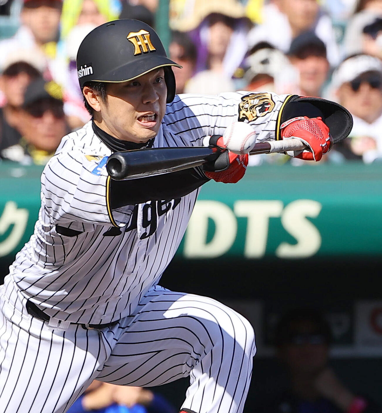 阪神対DeNA 5回裏阪神1死一、三塁、才木浩人はスクイズを決める（撮影・上田博志）