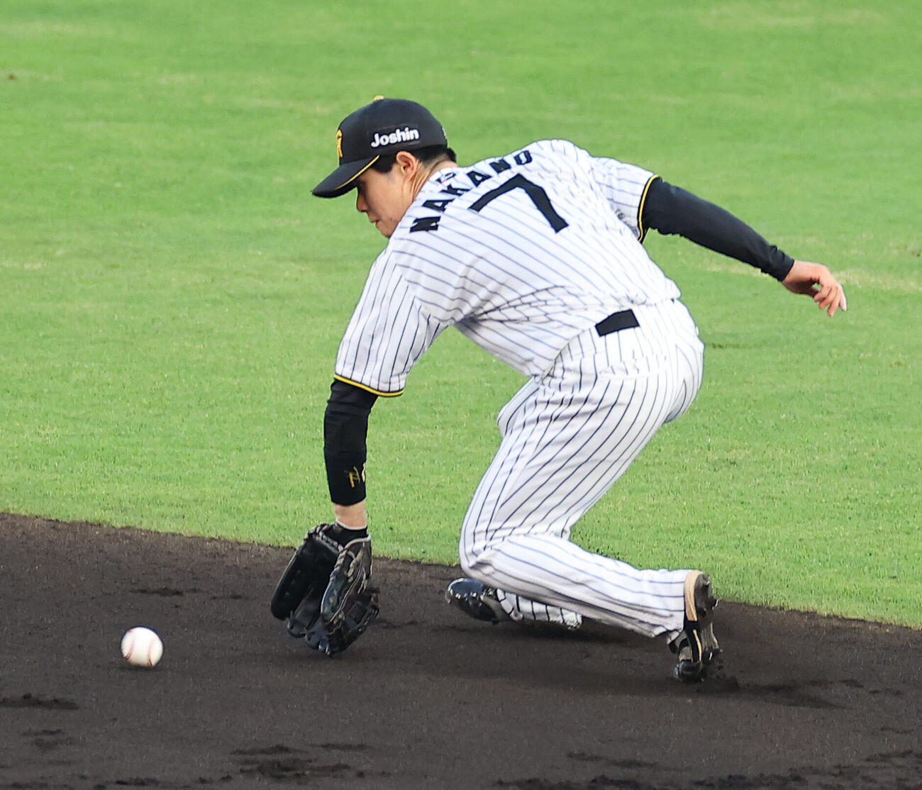阪神対広島　2回表広島無死、中野拓夢は坂倉将吾の二ゴロをさばく（撮影・上田博志）