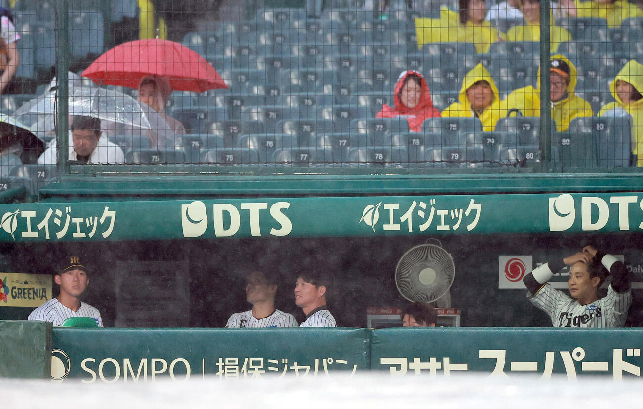 セ・リーグ阪神対中日12回戦　阪神対中日　雨降るグラウンドを見つめる阪神の選手ら、左から立石正広、坂本誠志郎、筒井壮外野守備兼走塁チーフコーチ、大山悠輔、木浪聖也（撮影・上山淳一）＝2026年5月21日