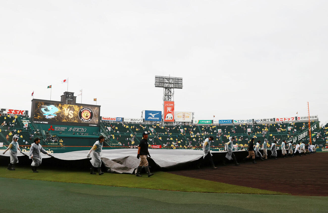 セ・リーグ阪神対中日12回戦　阪神対中日　グラウンドのシートを外す阪神園芸のスタッフ（撮影・上山淳一）＝2026年5月21日