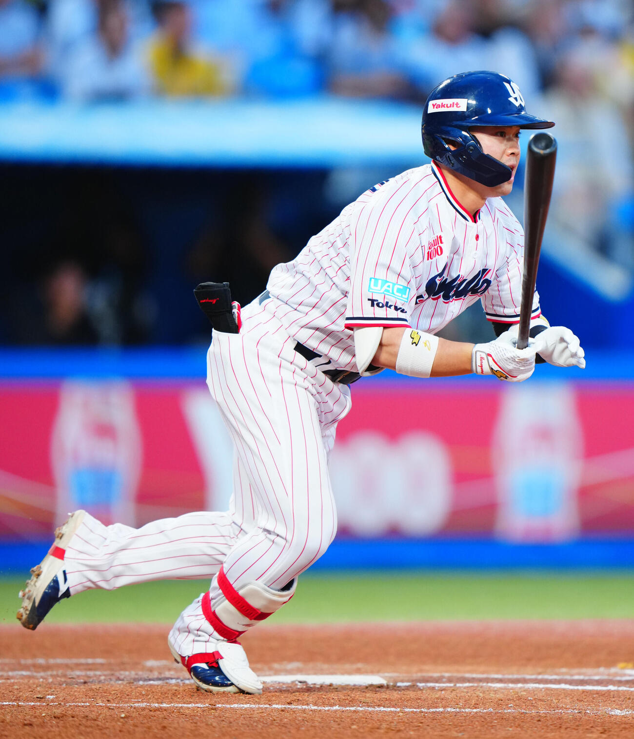 ヤクルト丸山和郁（2026年5月撮影）
