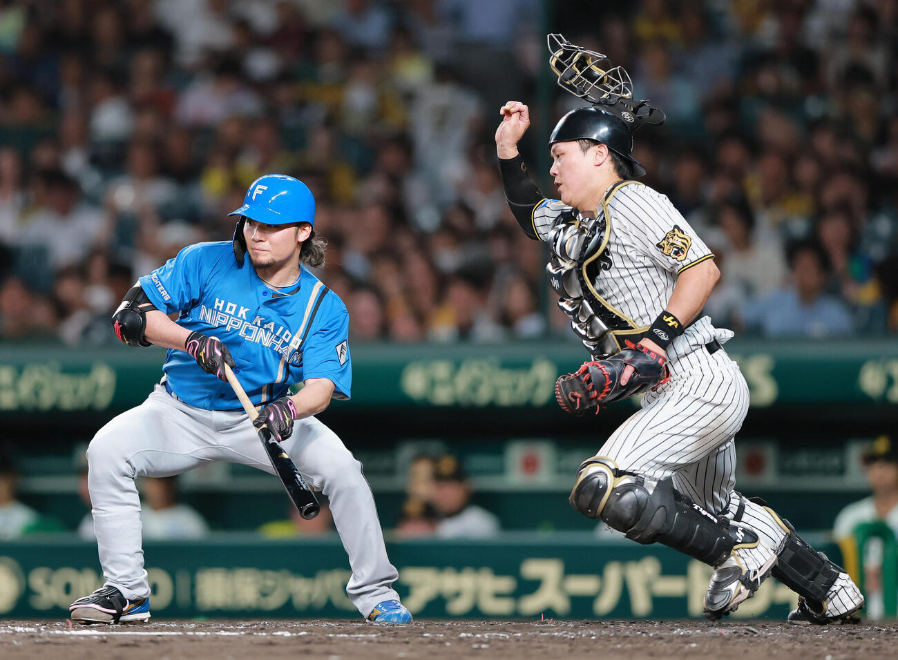 セ・パ交流戦　阪神対日本ハム1回戦　5回表日本ハム1死一塁、バントを決める伊藤大海。捕手伏見寅威（撮影・上山淳一）