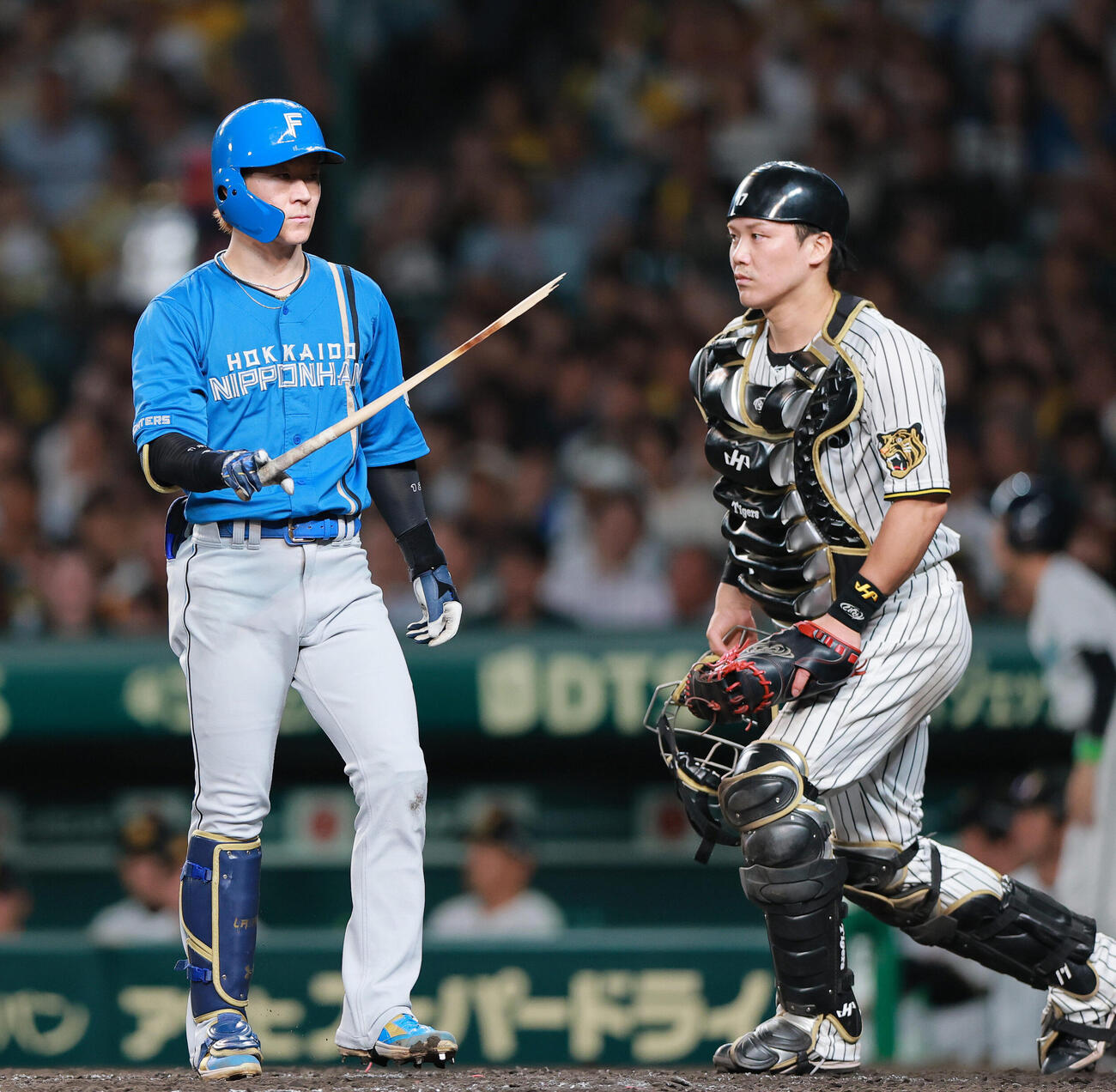 セ・パ交流戦　阪神対日本ハム1回戦　阪神対日本ハム　5回表日本ハム2死一、三塁、バットが折れる矢沢宏太。捕手伏見寅威（撮影・上山淳一）＝2026年5月26日