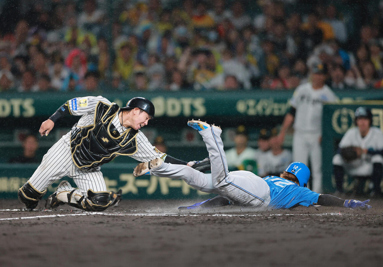 阪神対日本ハム　9回表日本ハム..1死一、三塁、細川凌平のスクイズで生還する三塁代走矢沢宏太（右）。捕手梅野隆太郎（撮影・上山淳一）